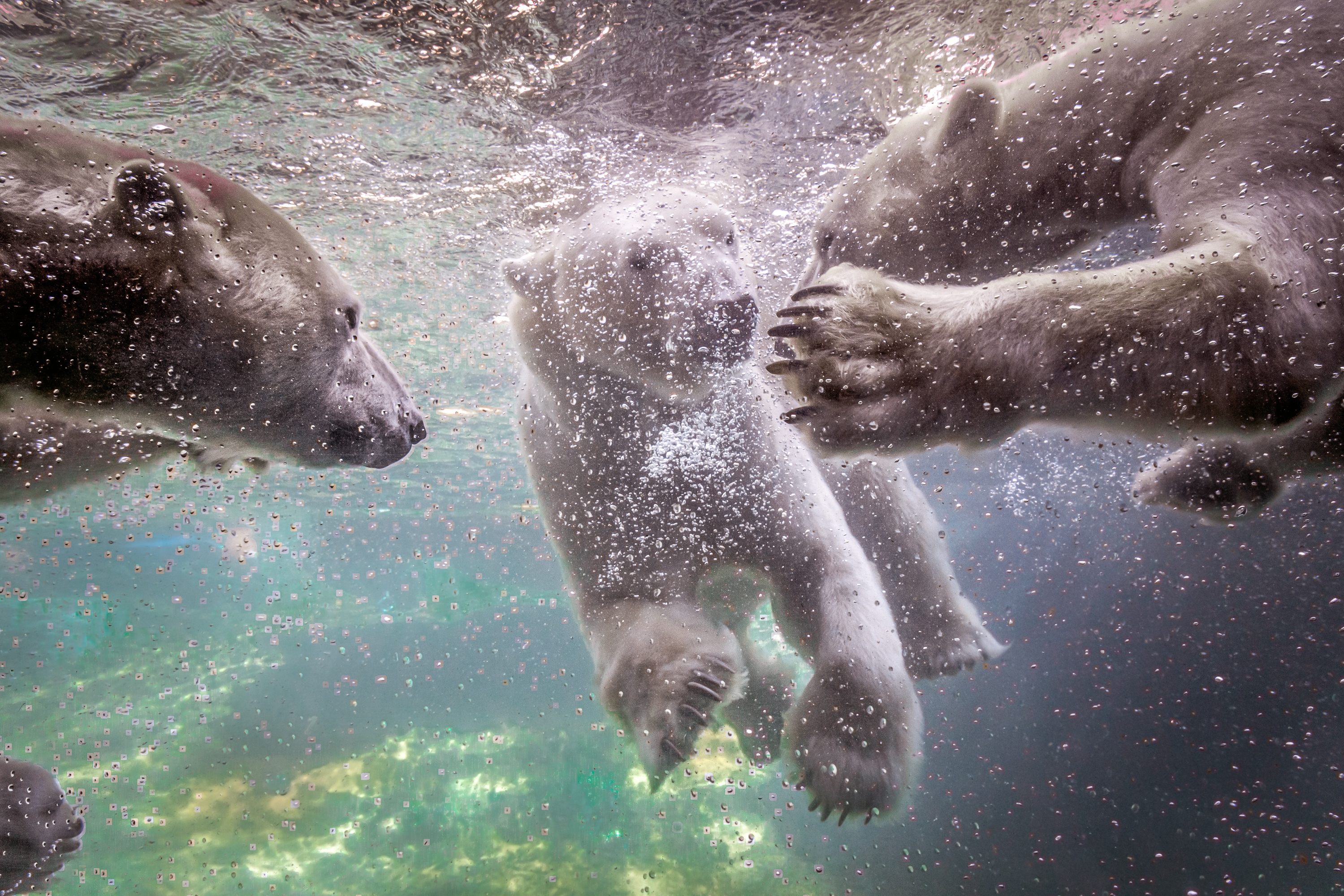Мир лапок. Белый медведь плавает. Белый медведь под водой. Белый медведь в воде. Медведь под водой.