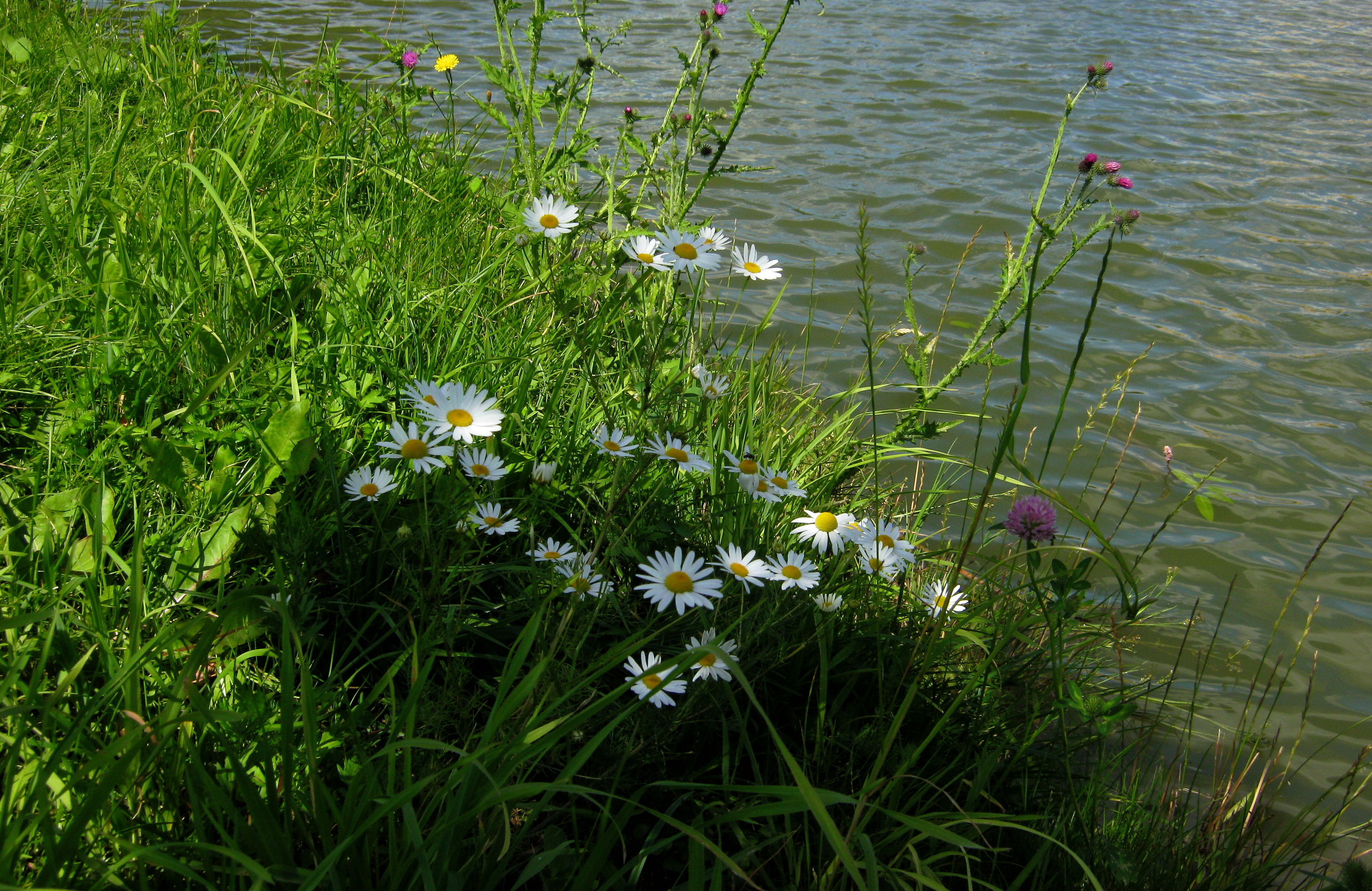 Речка растение. Луговые цветы. Полевые цветы у реки. Ромашки у реки. Растения около воды.