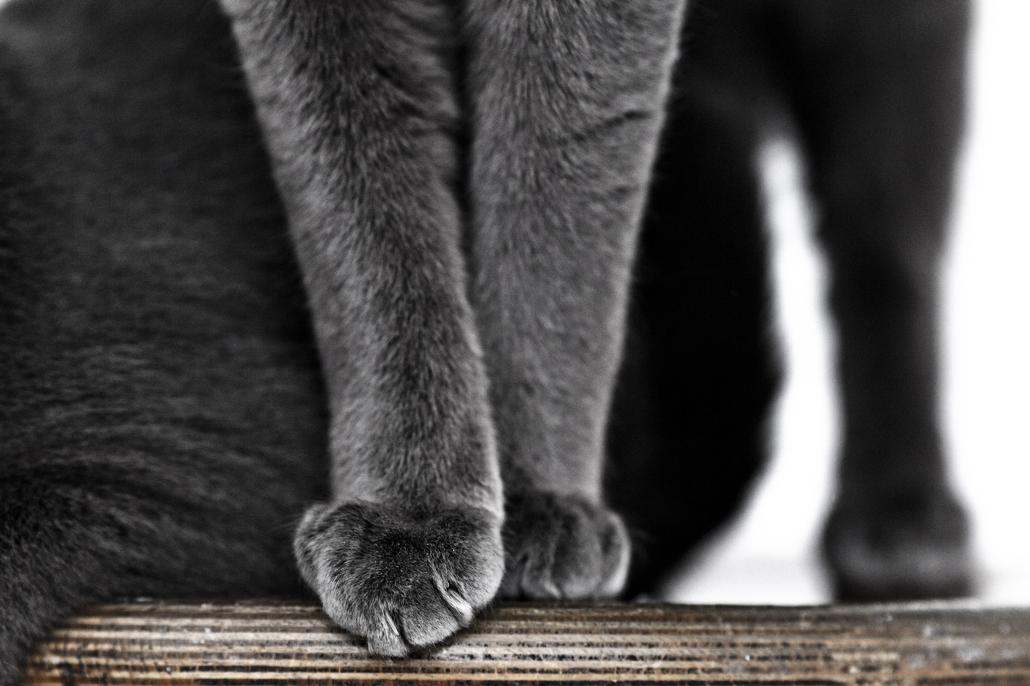 Лапка черного кота. Лапа кота. Кошачья лапка. Кошачьи лапки картинки. Серая лапа кота.