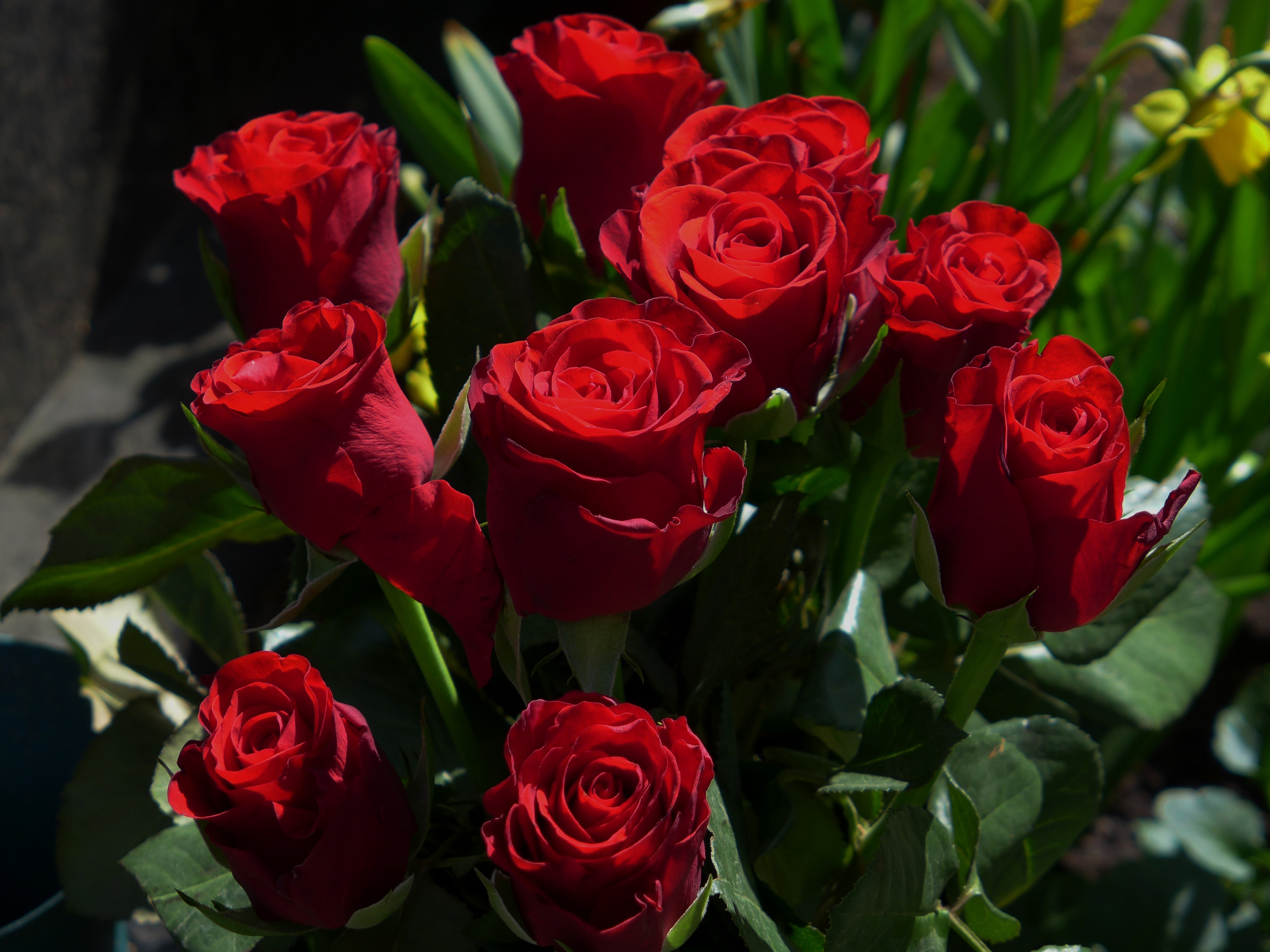 Видеть красные розы. Красные розы. Красивые Алые розы.
