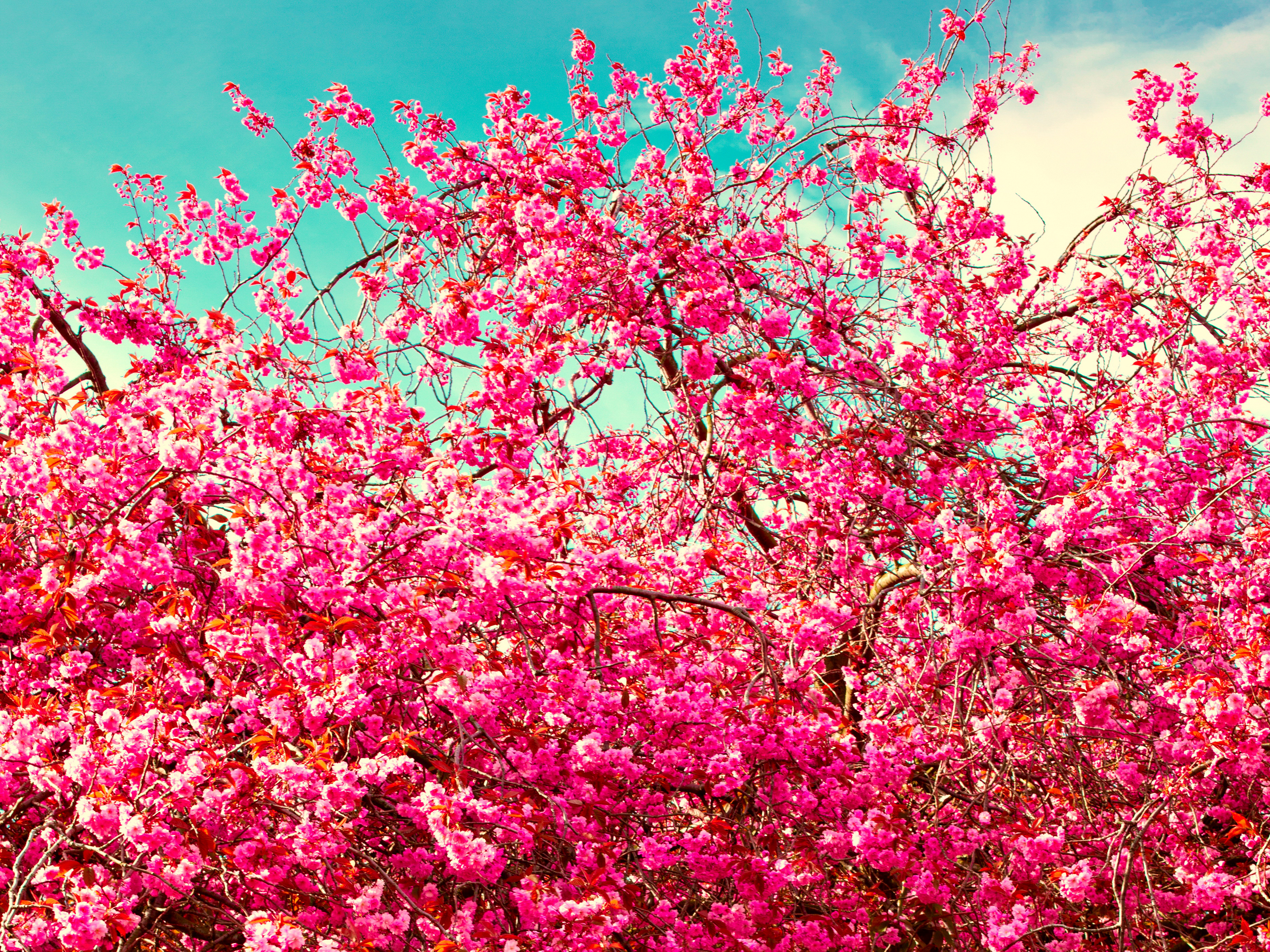 Fondos de Pantalla 3740x2805 Floración de árboles Rosa color Rama Flores  descargar imagenes