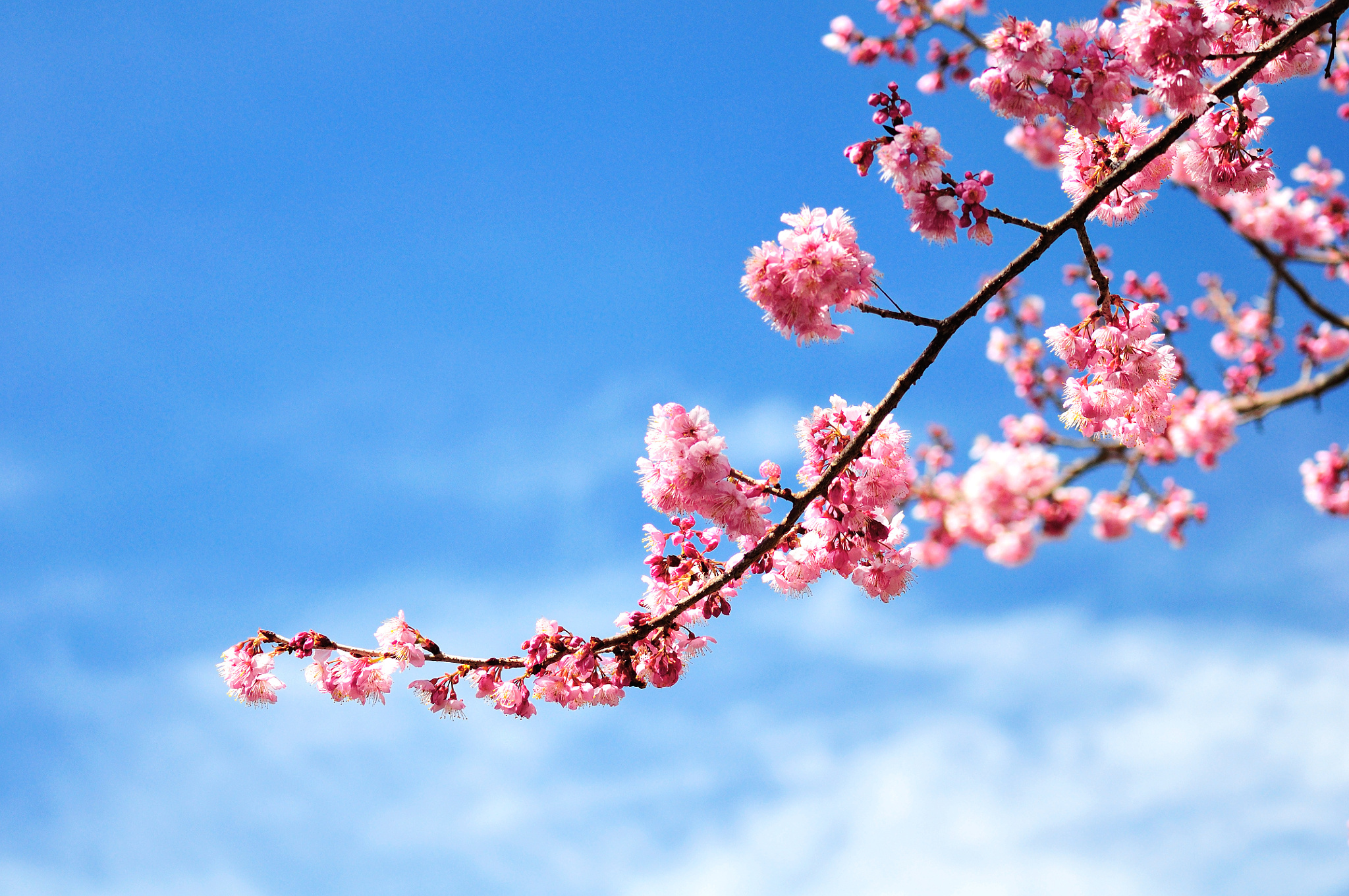 Wallpaper Sakura Sky Cherry Flowers Branches Flowering 2048x1360