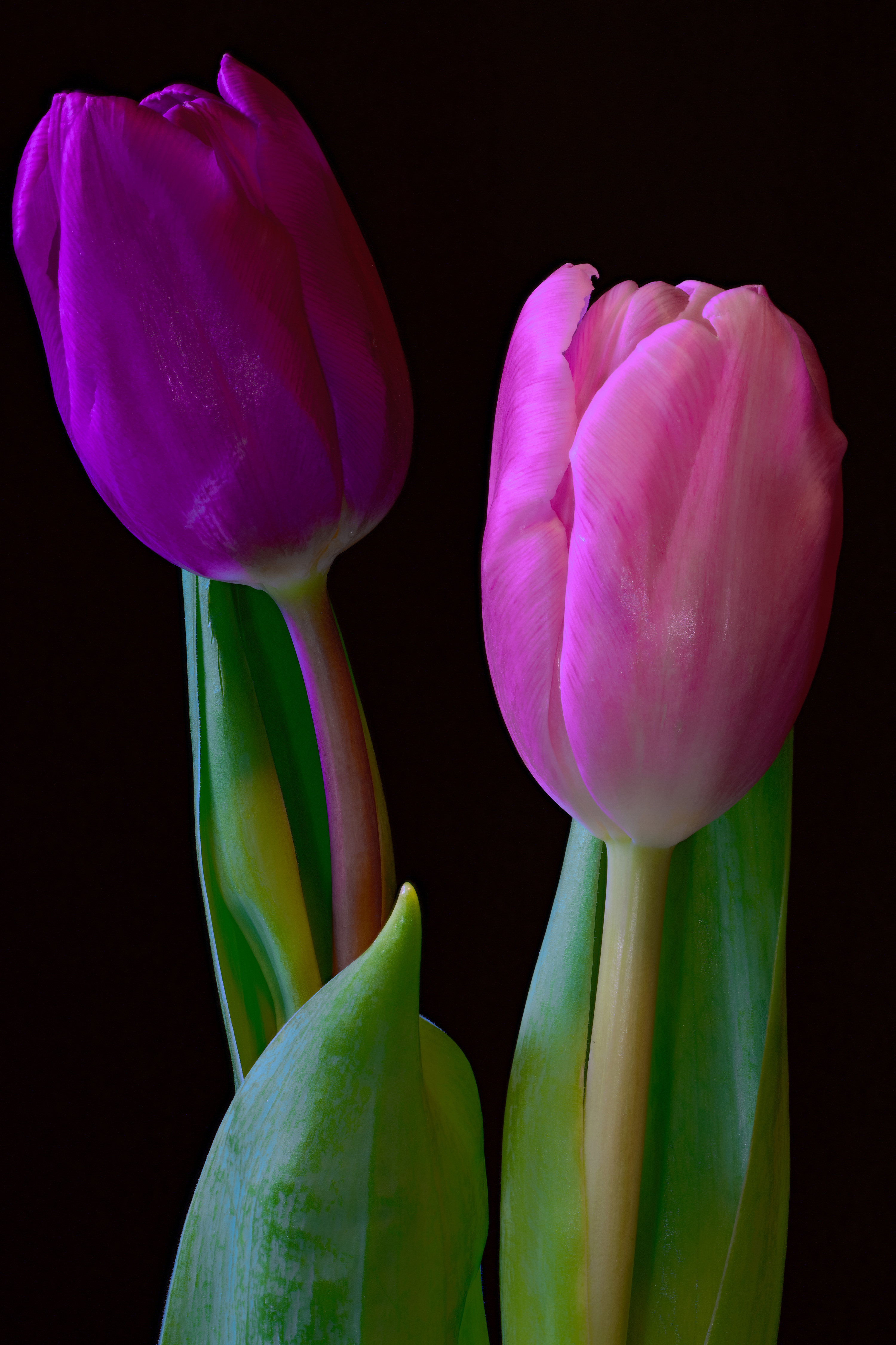 Фото 2 Тюльпаны цветок Черный фон Крупным планом 3000x4500