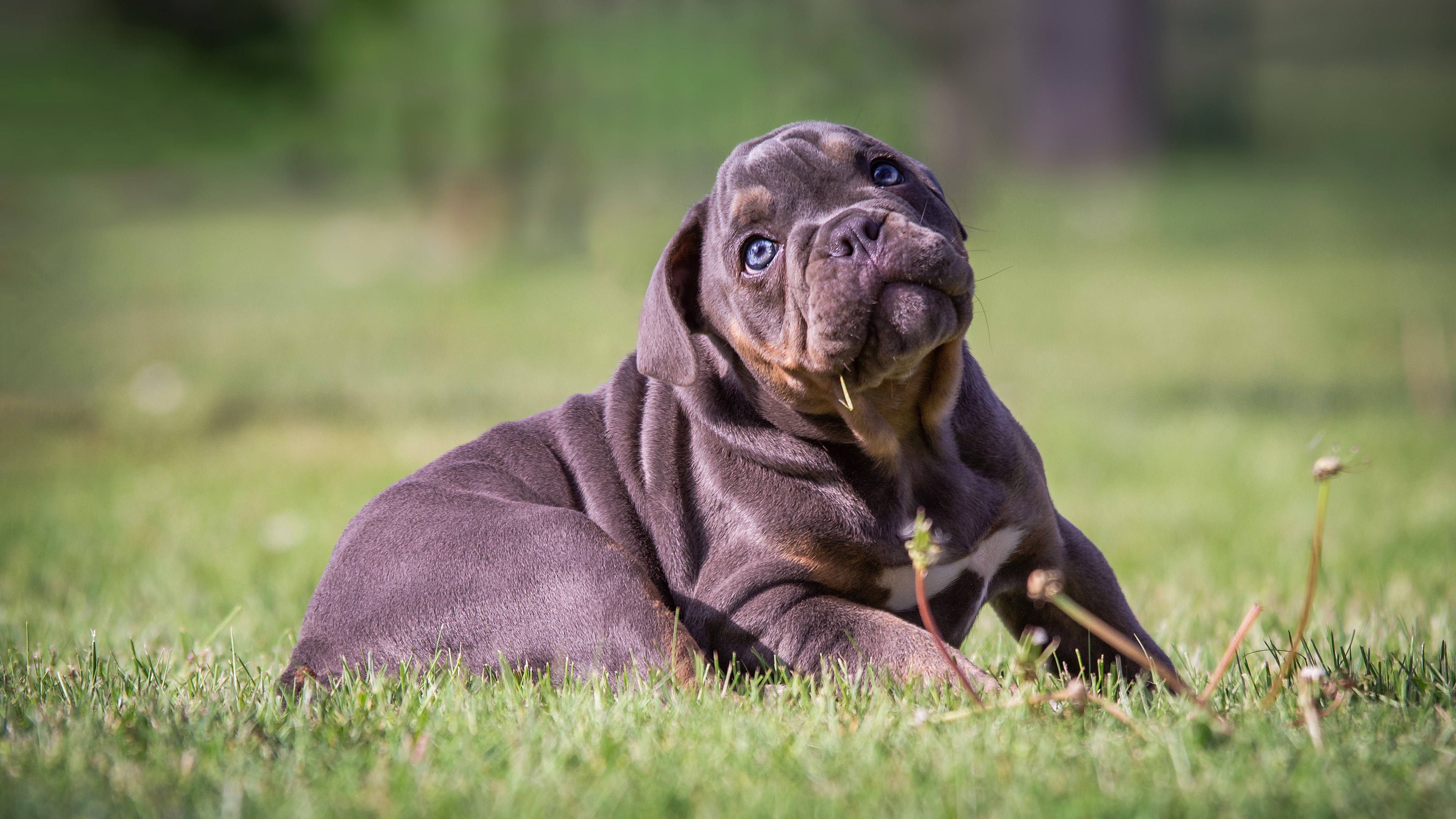 壁紙 3840x2160 イヌ ボケ写真 草 子犬 横になる ブルドッグ 可愛い 動物 ダウンロード 写真