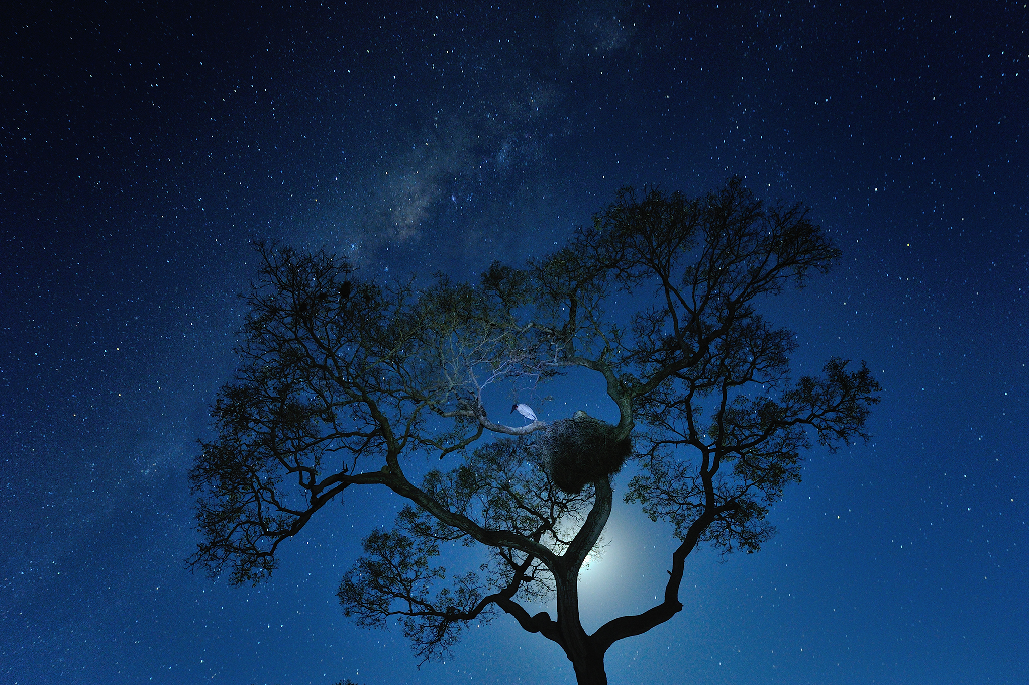 Nature space. Ночное небо. Дерево ночью. Дерево и звездное небо. Деревья на фоне ночного неба.