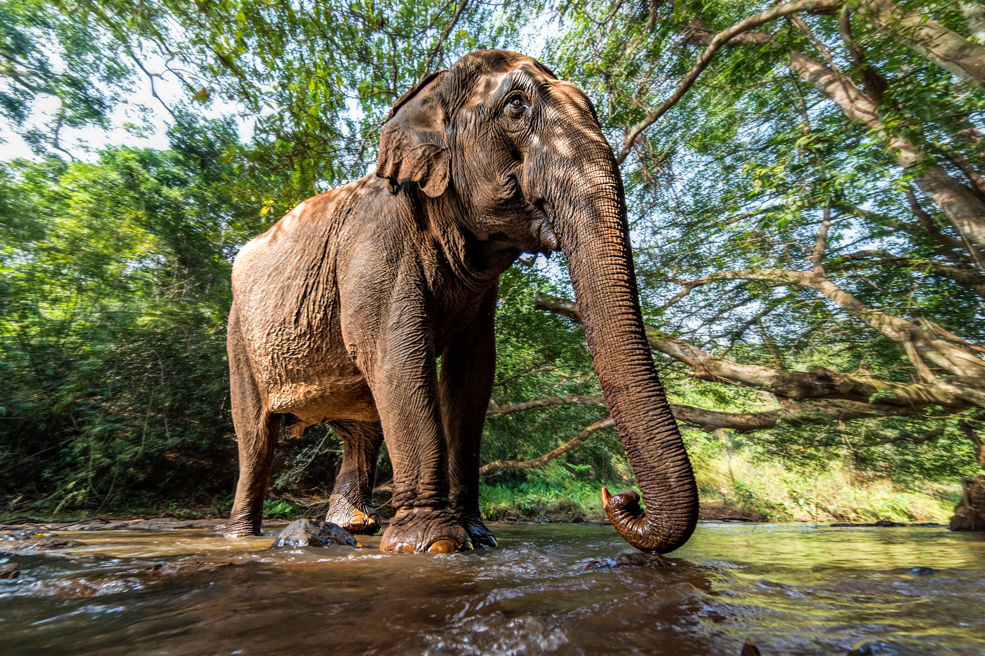 Elephant river. Слон. Красивый слон. Слон фото. Слоны в природе.