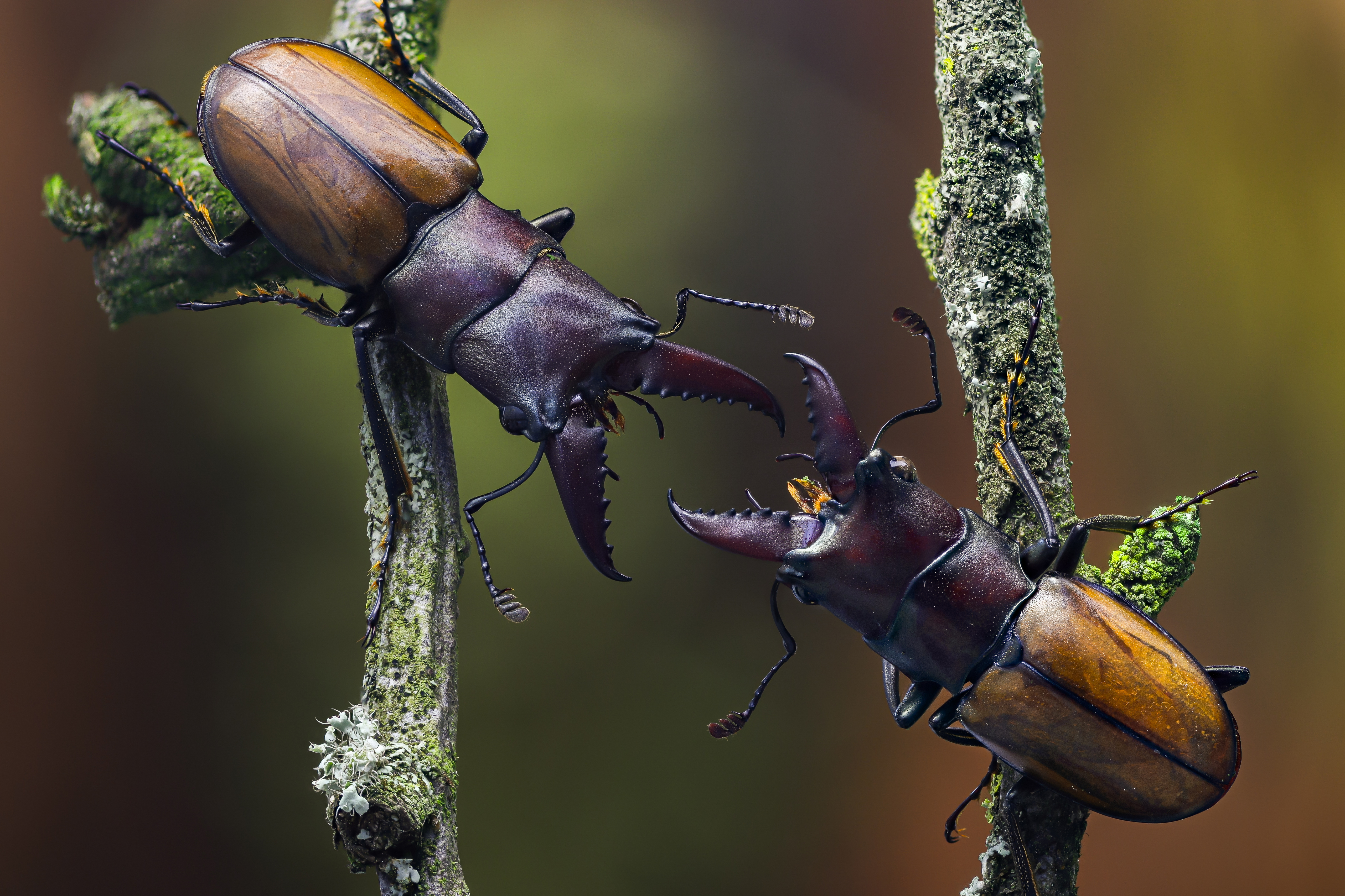 Картинки Жуки насекомое cyclommatus bicolor Двое Животные Крупным планом 5120x3413 Насекомые 2 два две вдвоем вблизи животное