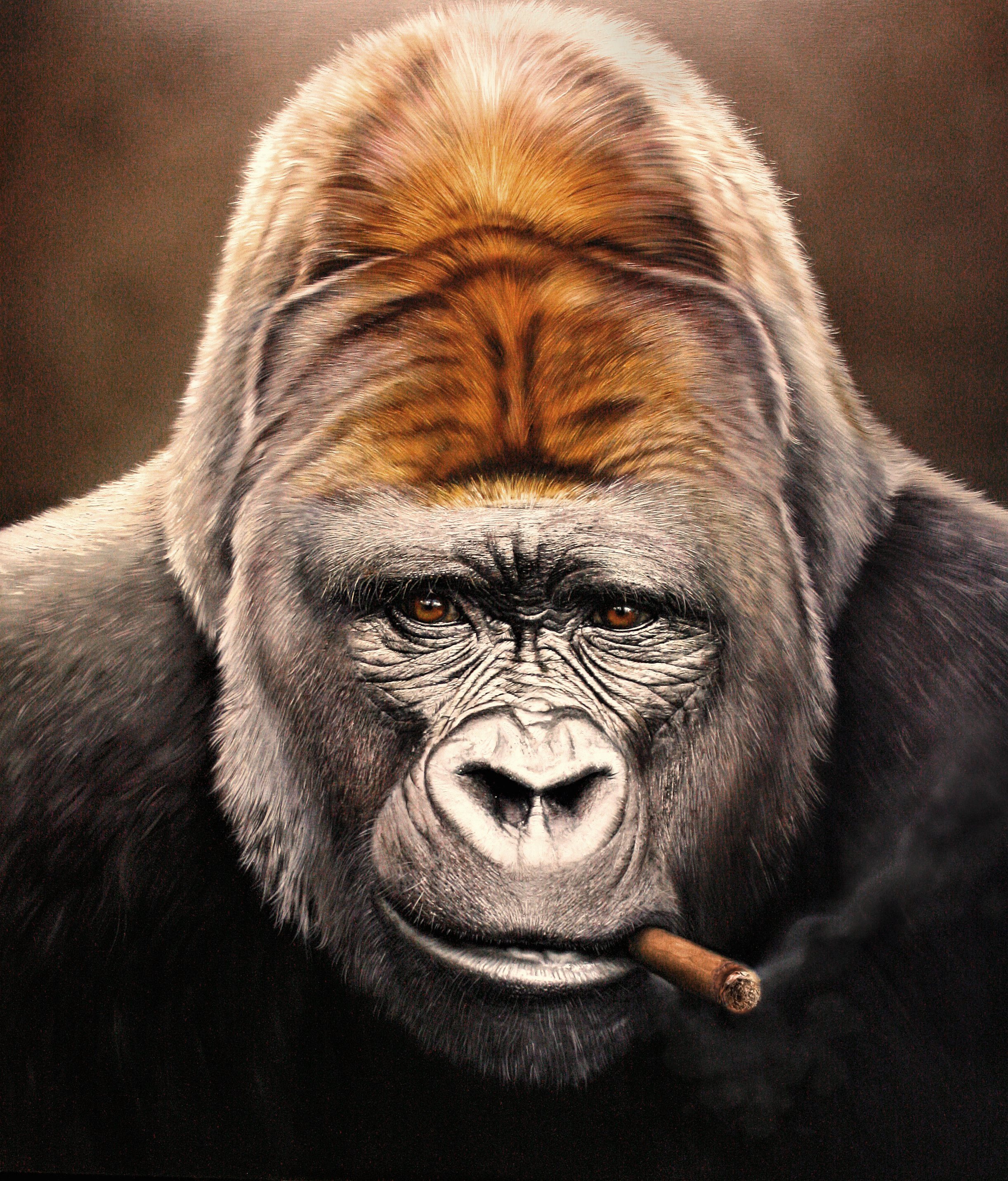 Фотографии обезьяна Сигара Gorilla Лицо морды Взгляд 2443x2862