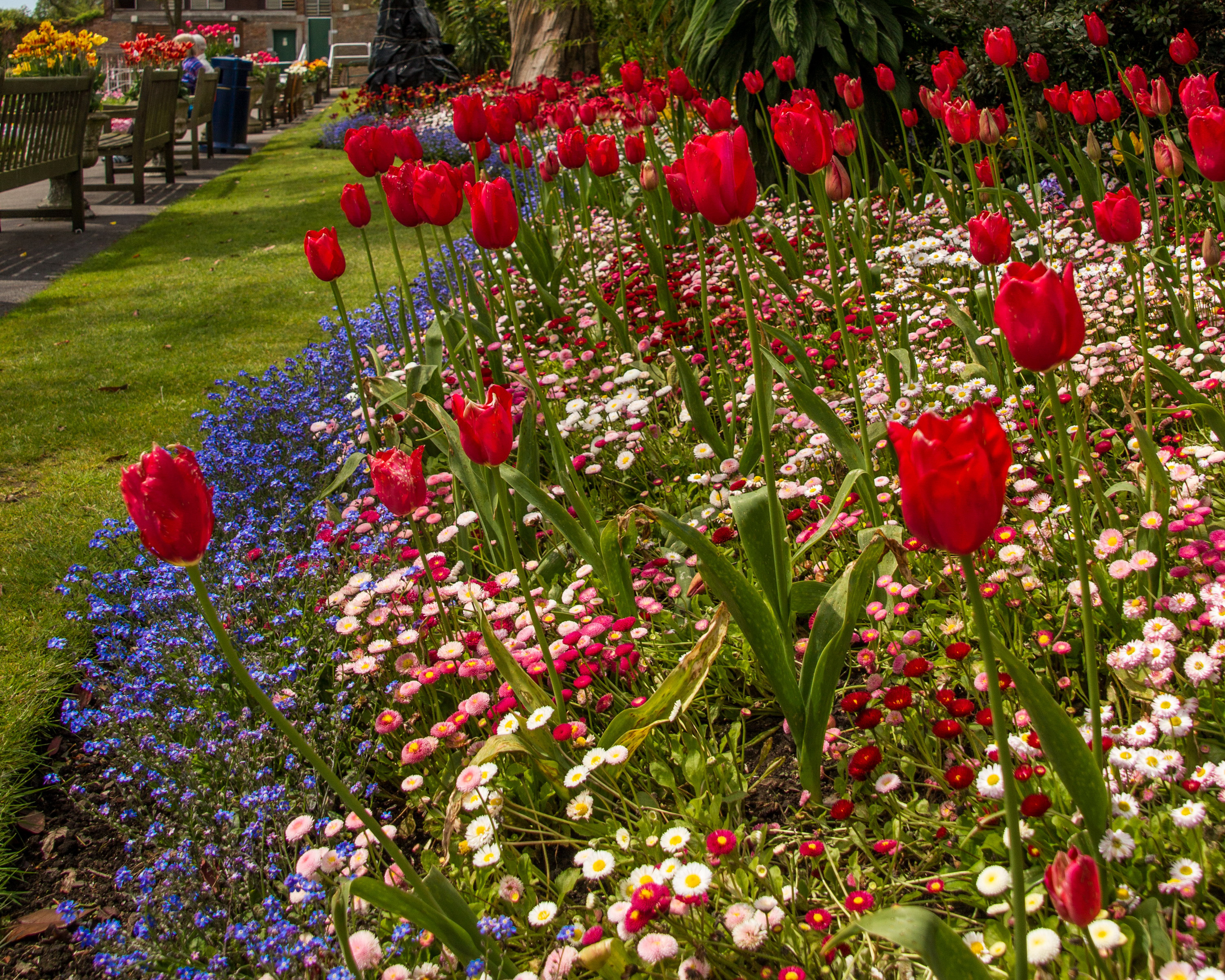 Цветок британии. Тюльпаны в саду. Маргаритки и тюльпаны на клумбе. Маргаритки на клумбе с другими цветами. Цветы Великобритании.