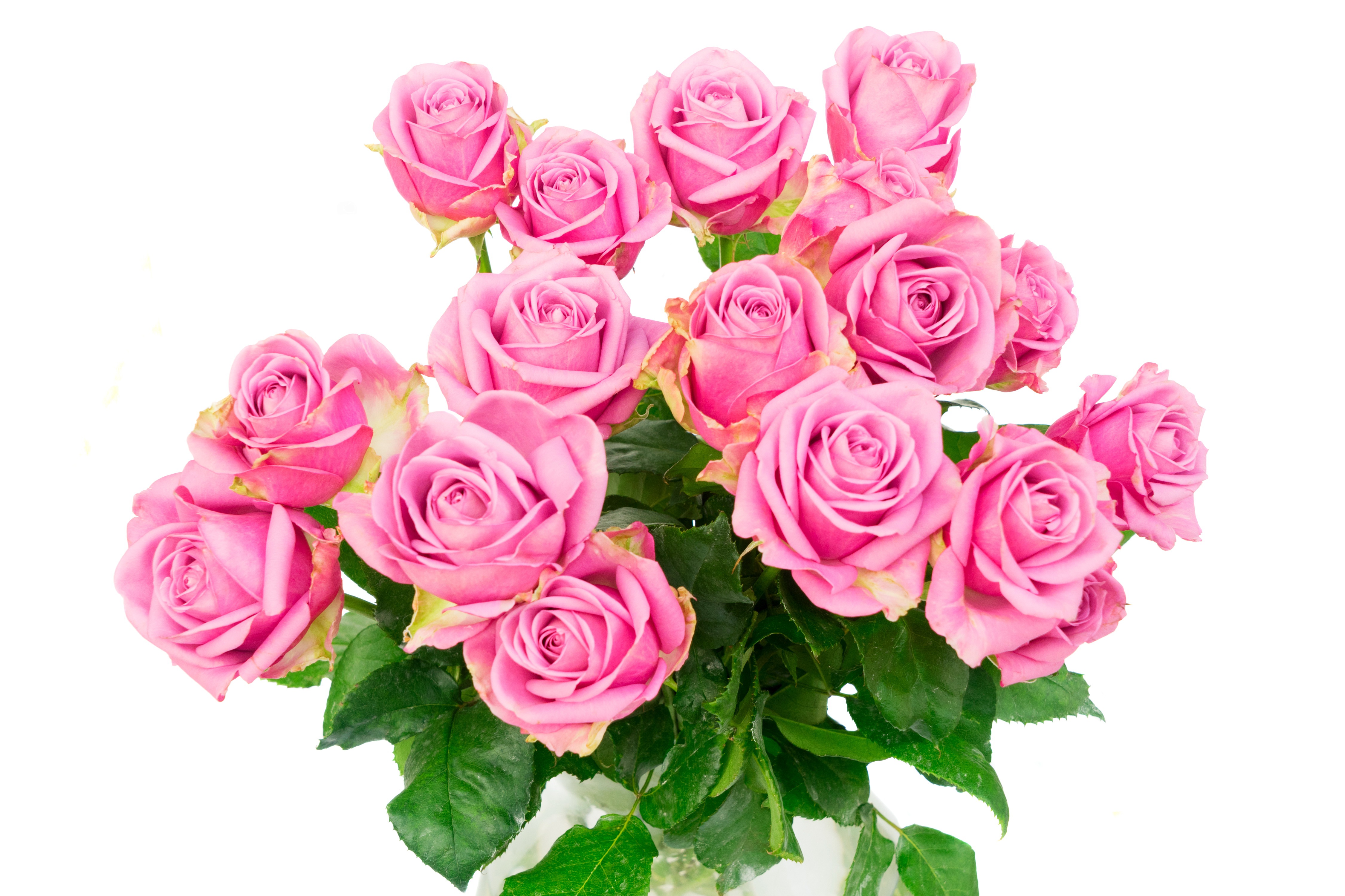 Красивые розы на белом фоне для мамы