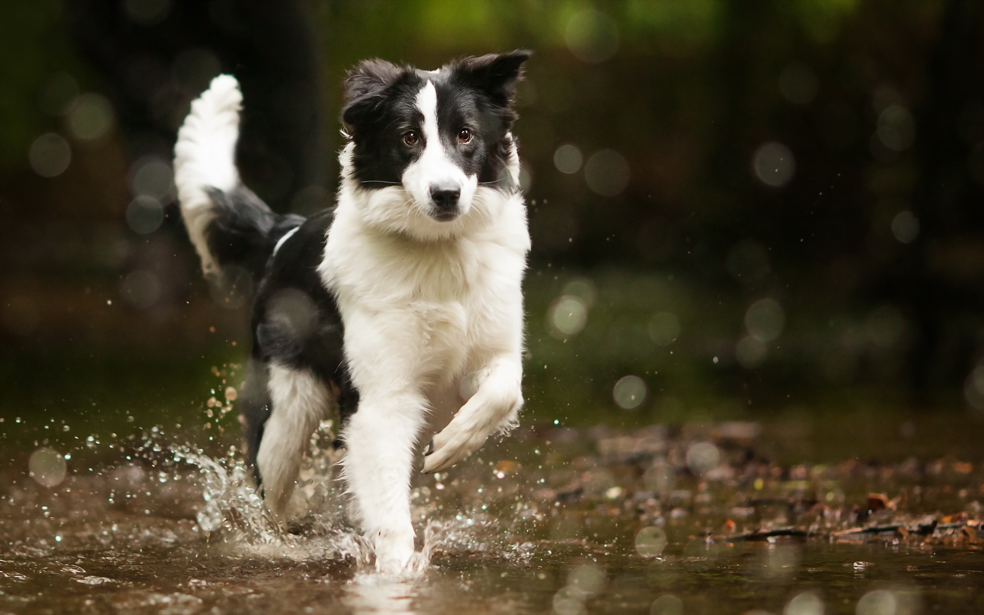 border collies and water