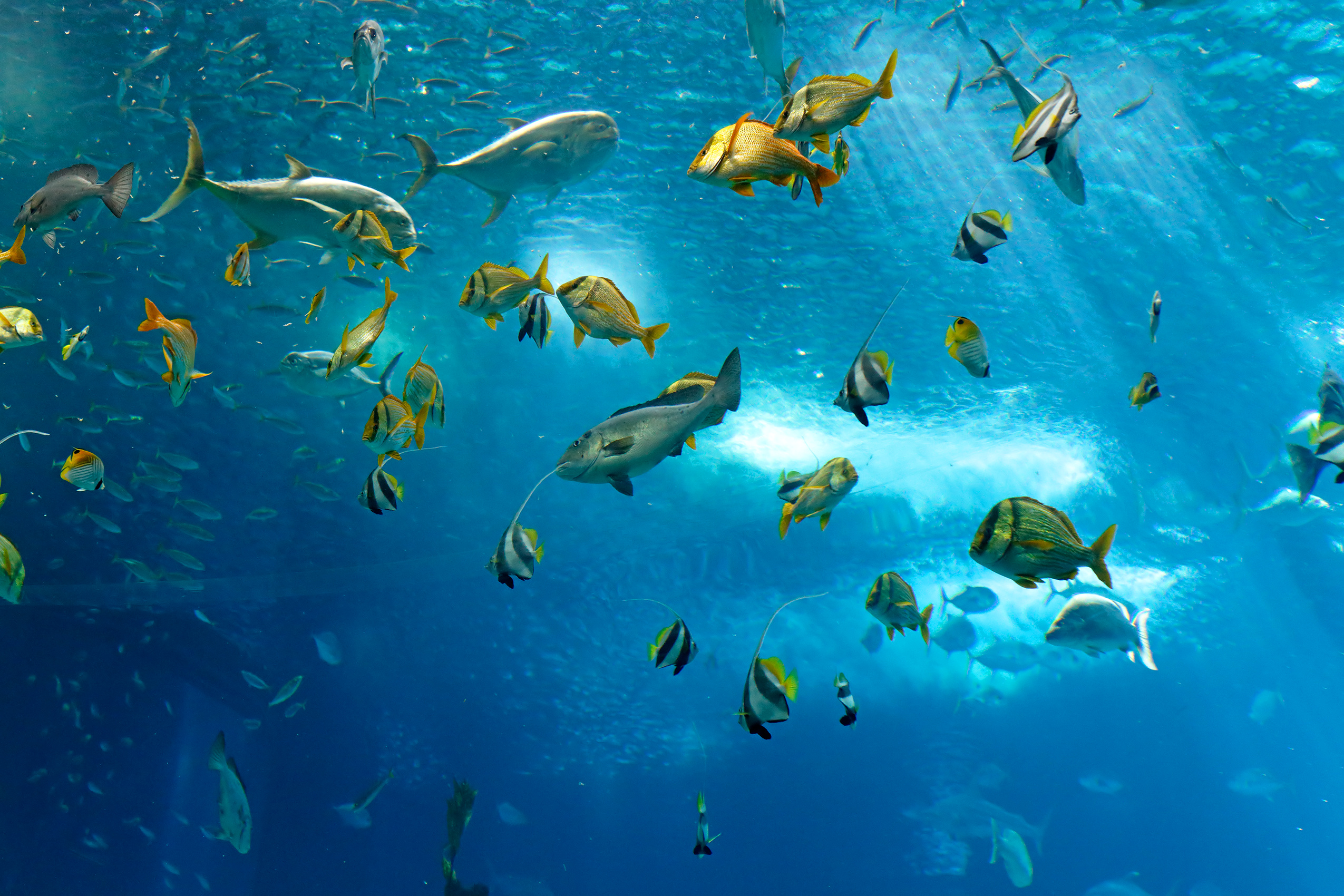 Сколько рыб в океане