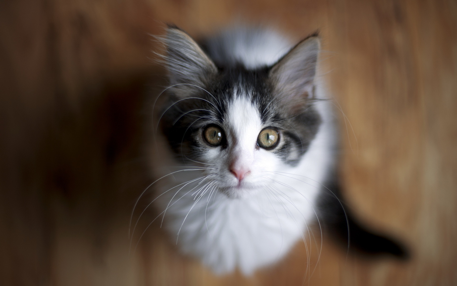 Foto Hauskatze Starren ein Tier Katze Katzen Blick Tiere
