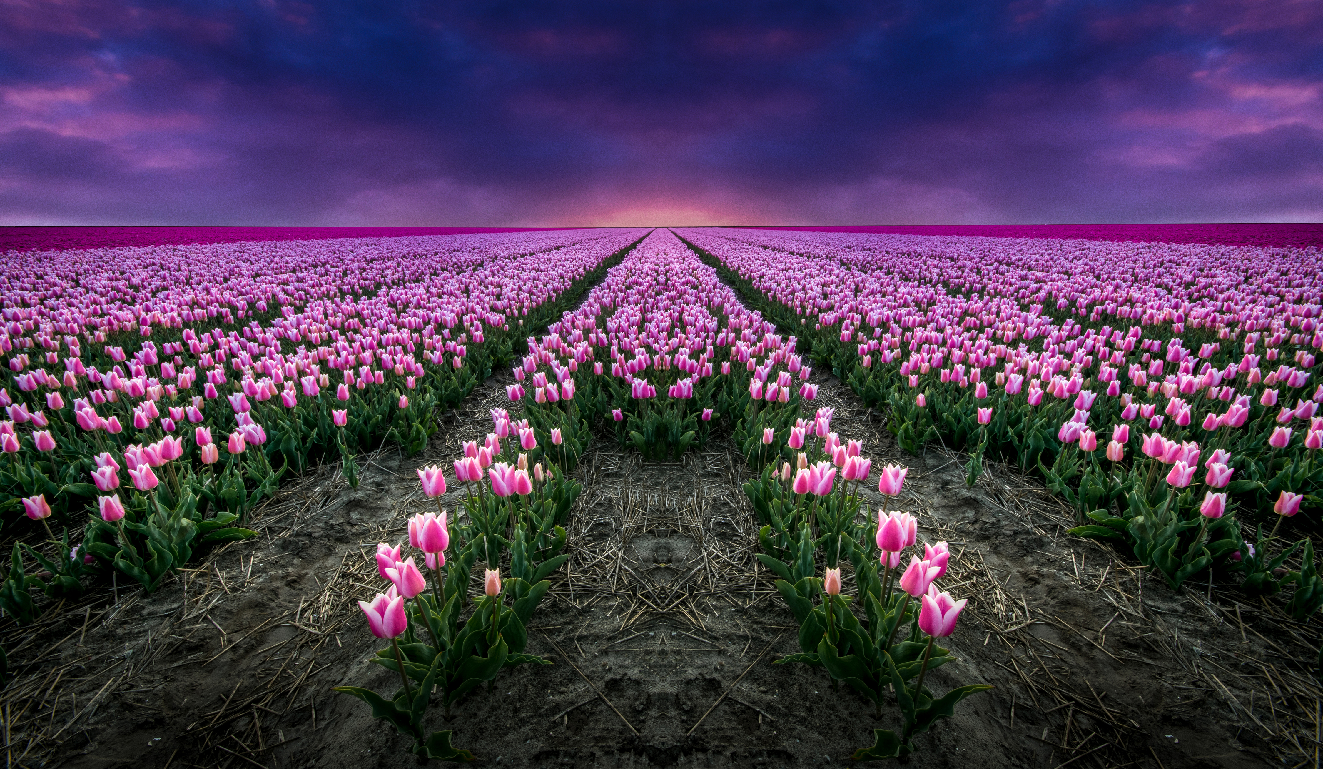 Обои на телефон красивые тюльпаны. Нидерланды тюльпановые поля. Тюльпановое поле Голландия закат. Прованс тюльпановые поля. Holland Bulbs тюльпан Хоризон.