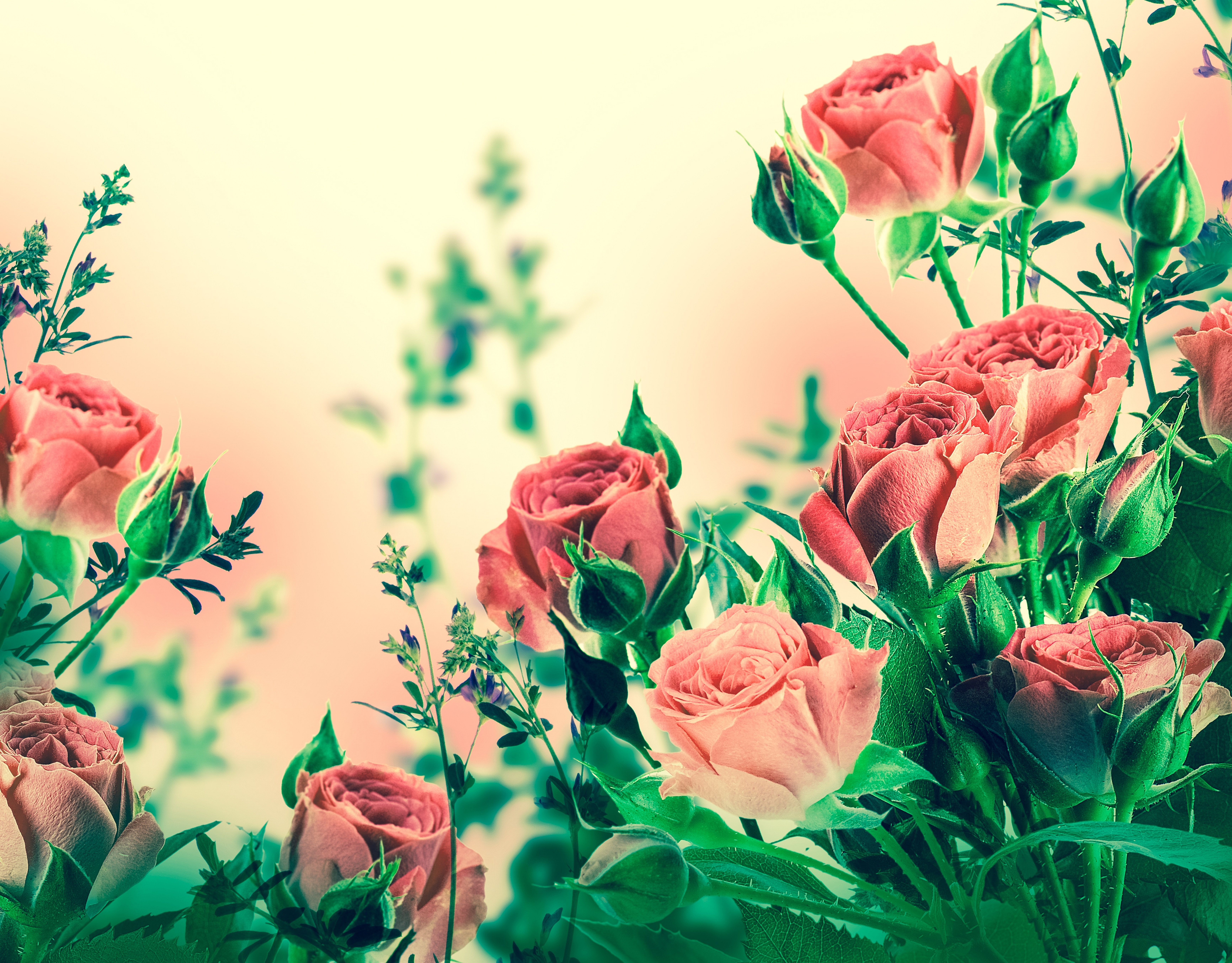 Обложка на экран телефона. Фон цветы. Розы фон. Цветочные обои. Красивый баннер с цветами.