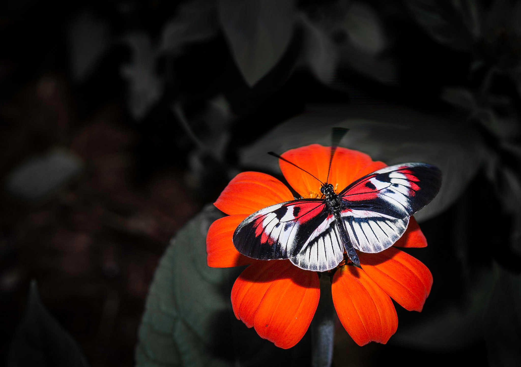 Цветок красные бабочки