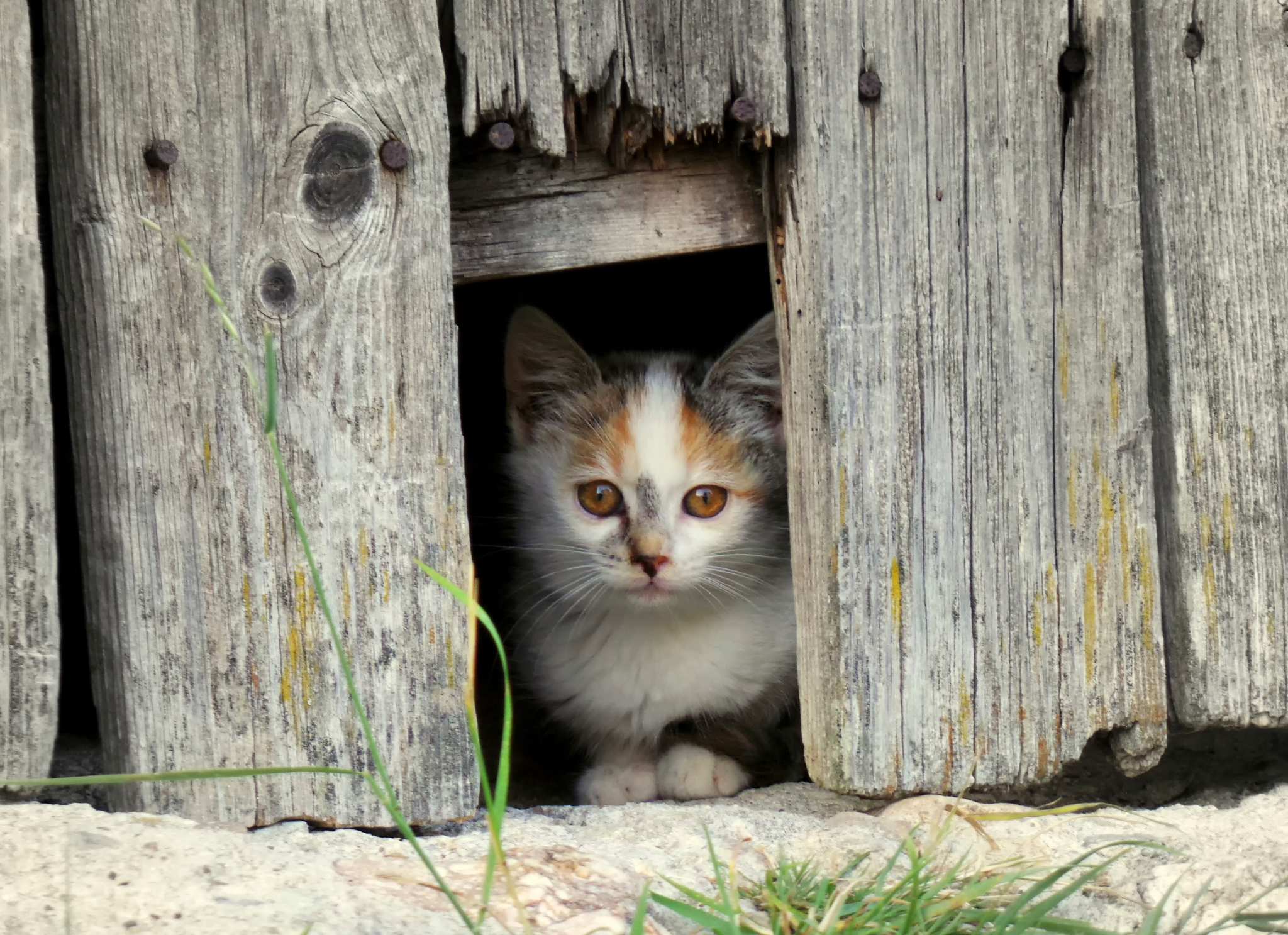 Кошка возле. Кот на заборе. Щель в заборе. Котенок в деревне. Котята Деревенские.