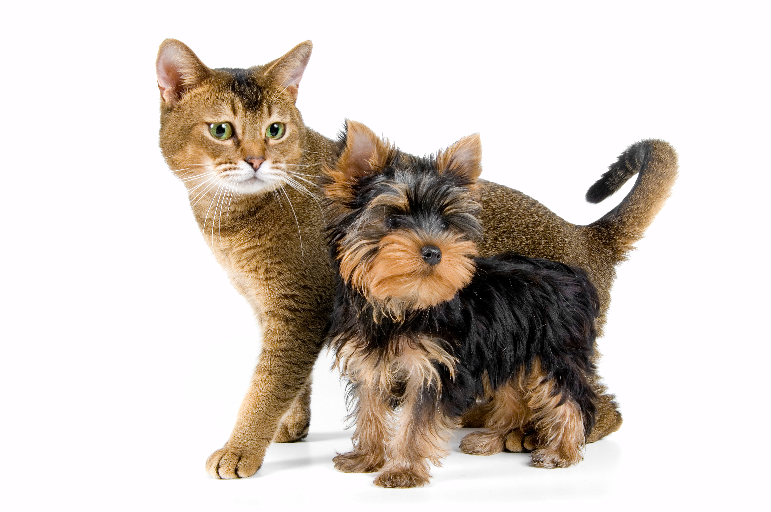 Животные породы кошек и собак. Собака Йоркширский терьер. Йоркширский терьер и кошка. Йоркширский кот порода. Собачки и кошечки.
