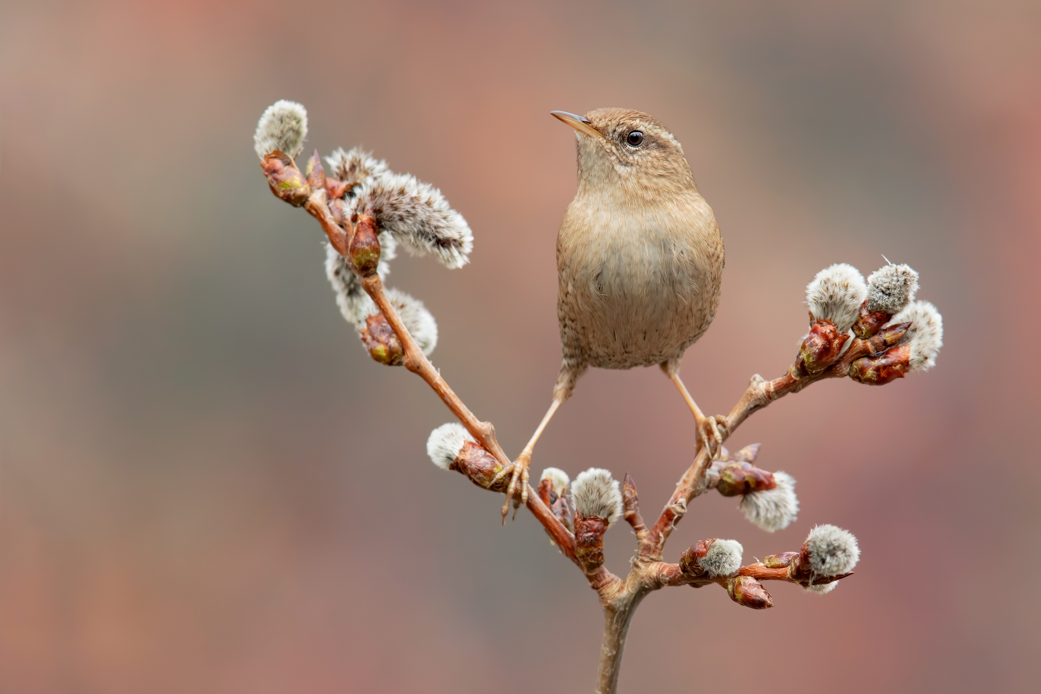 Desktop Wallpapers bird Wren Branches animal Closeup 4000x2667