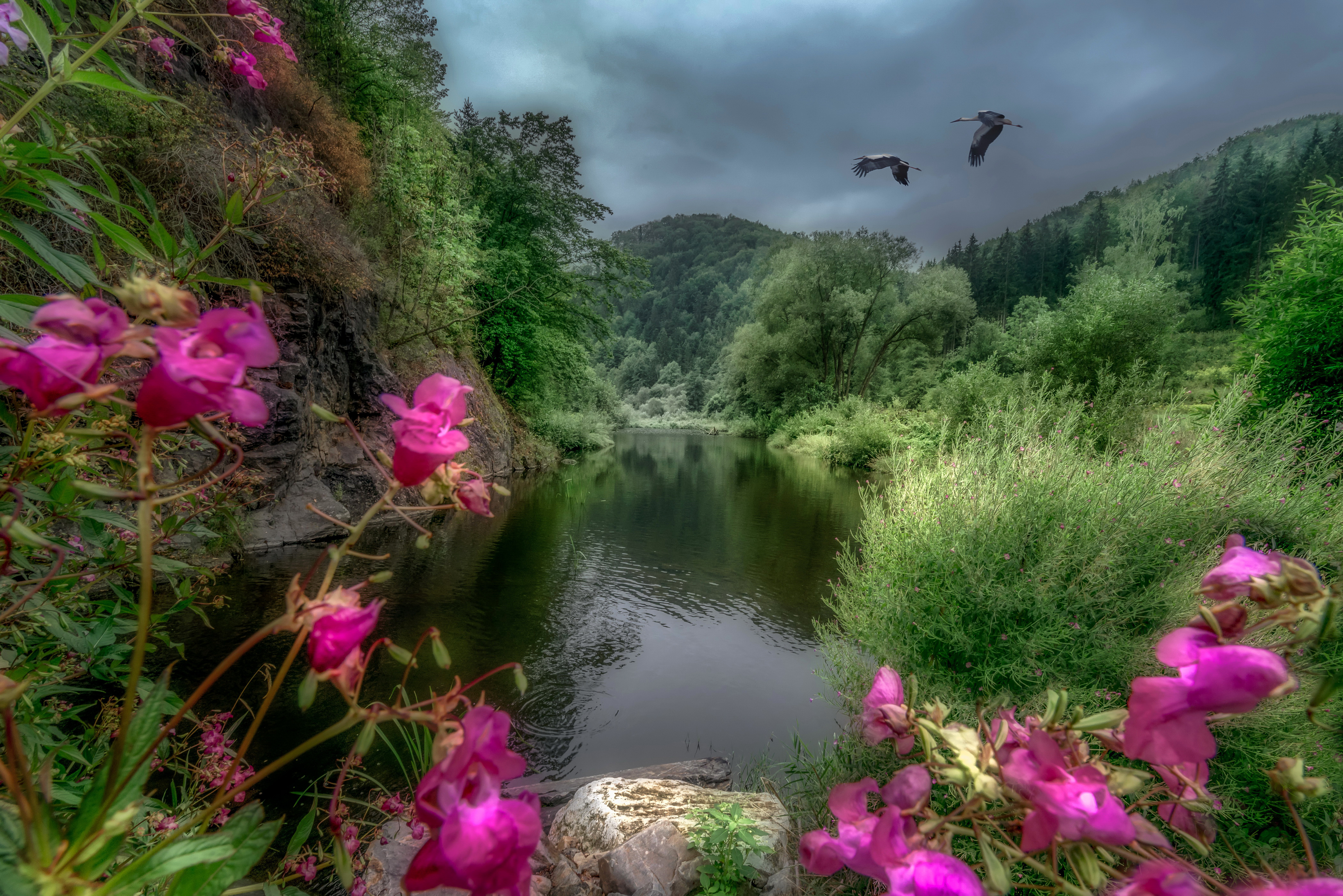 Видео красивеньких. Природа. Красота природы. Лес река цветы. Цветы в дикой природе.
