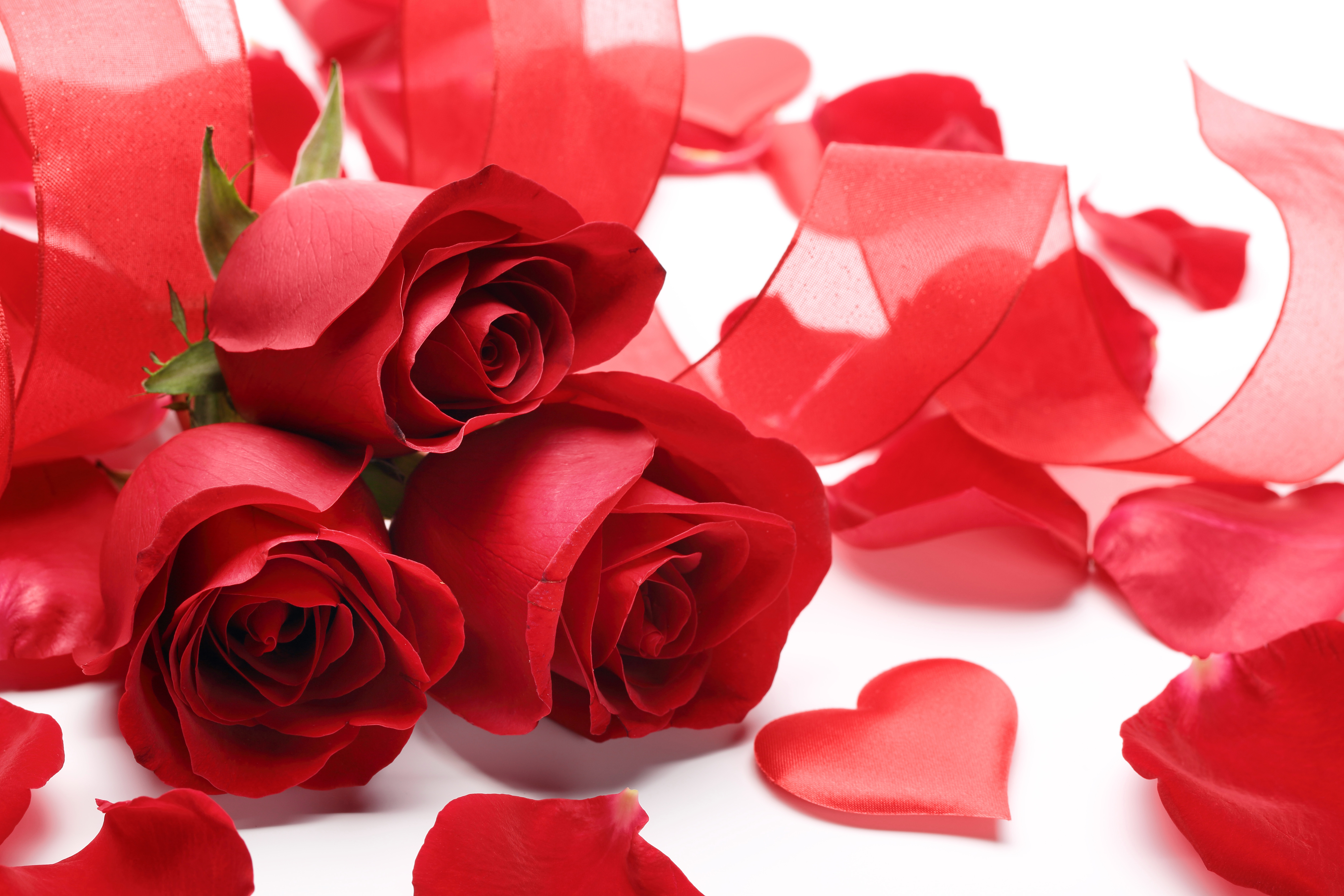 Розочки любимые. Красивые розы. Красный цветок. Открытки с розами. Цветы розы красные.