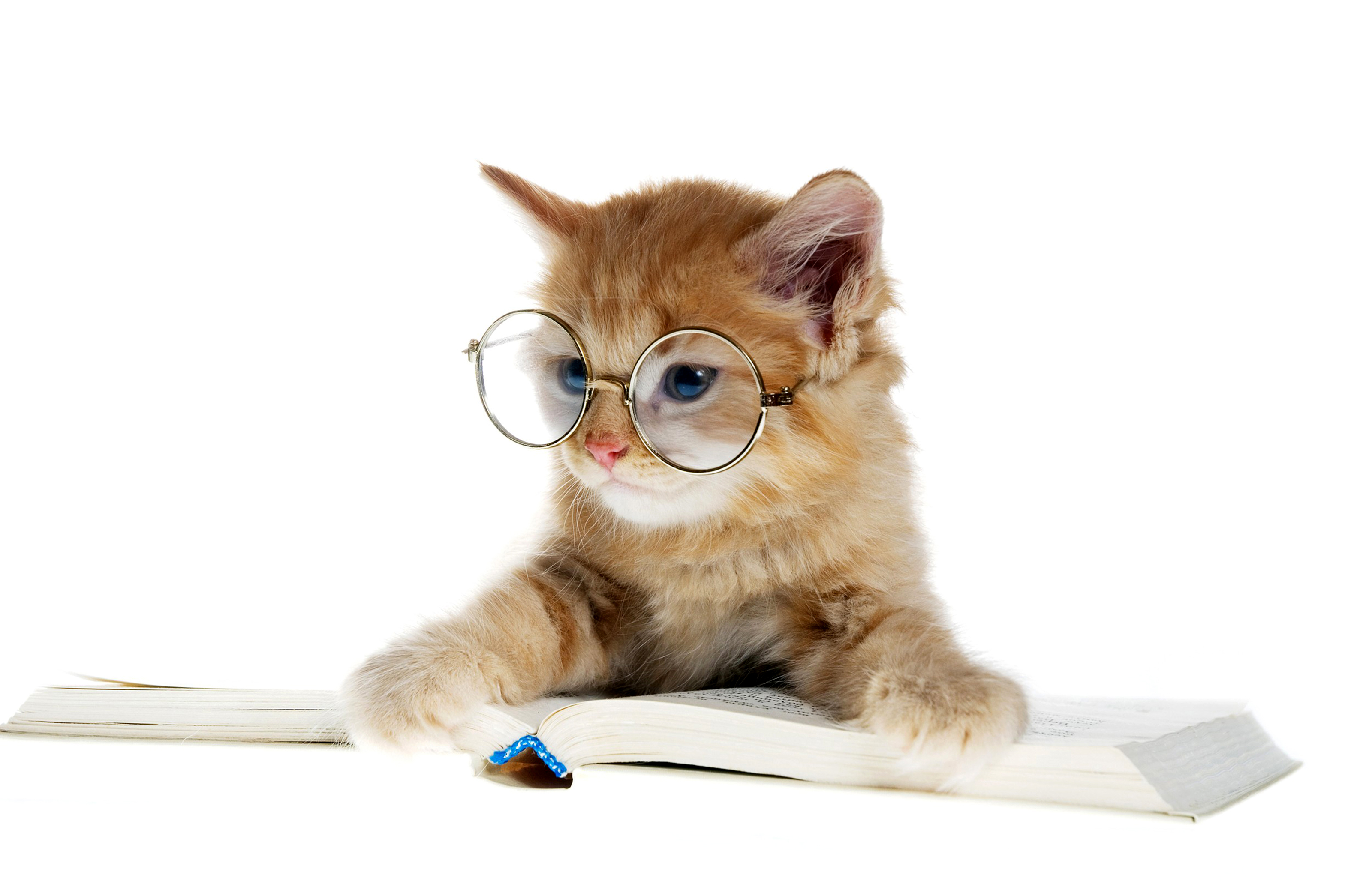 Котик для презентации. Котик в очках. Рыжий кот в очках. Котенок с очками. Умный кот в очках.