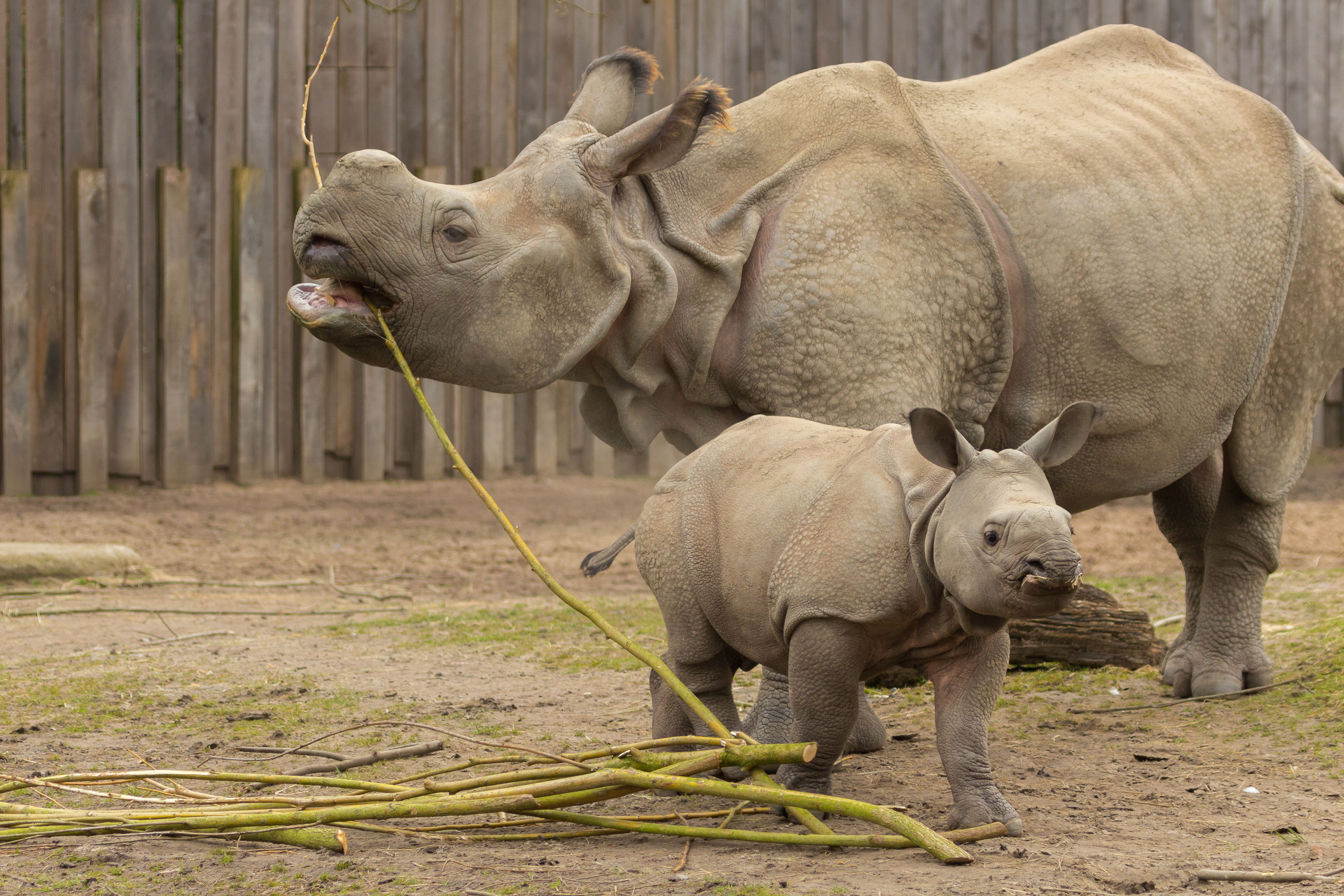 Как называют носорога. Животные носорог. Детеныш носорога. Насараг. Носорог картинка.