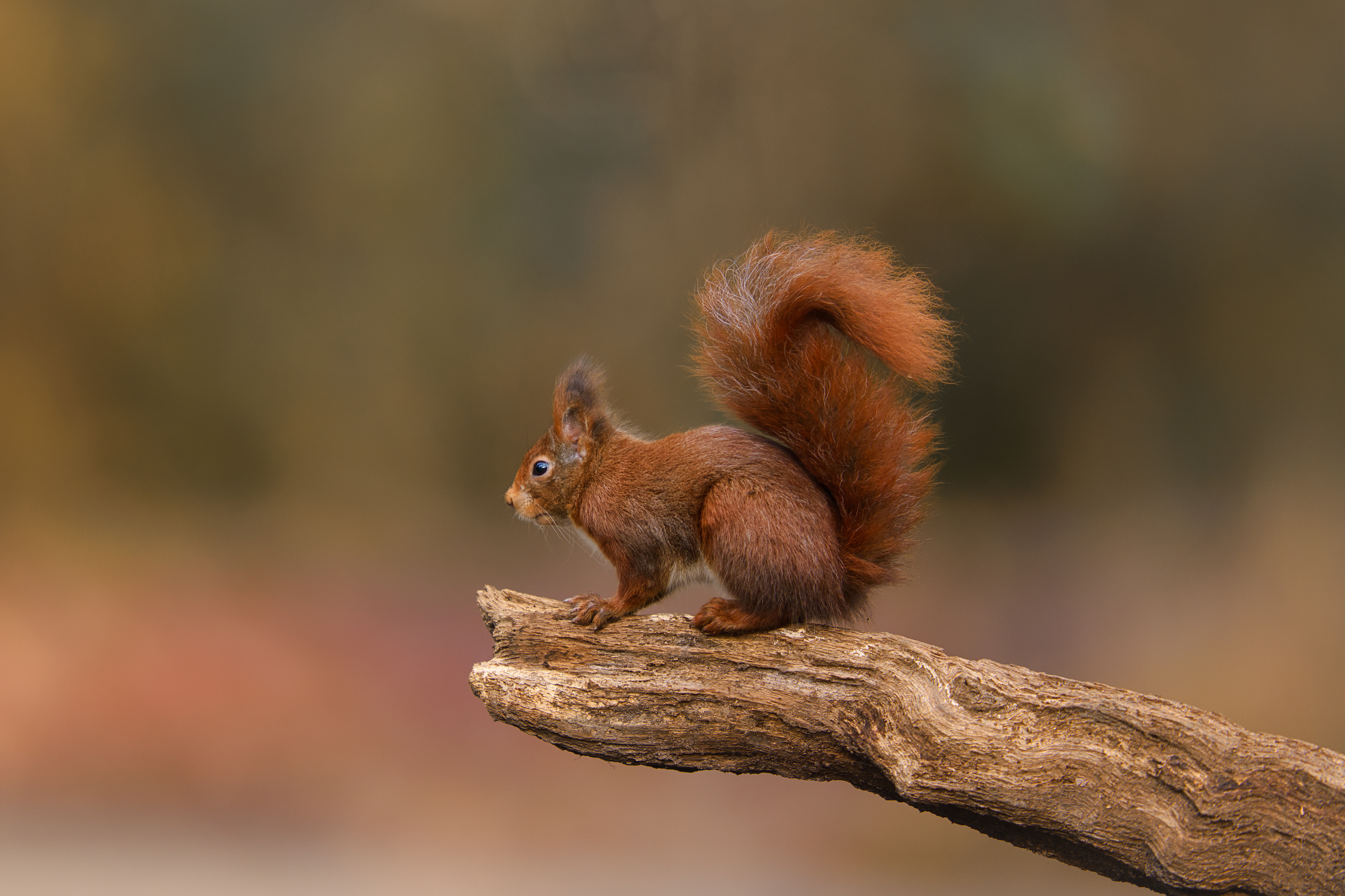 Photo Squirrels Rodents Tail Animals 4500x3000 animal