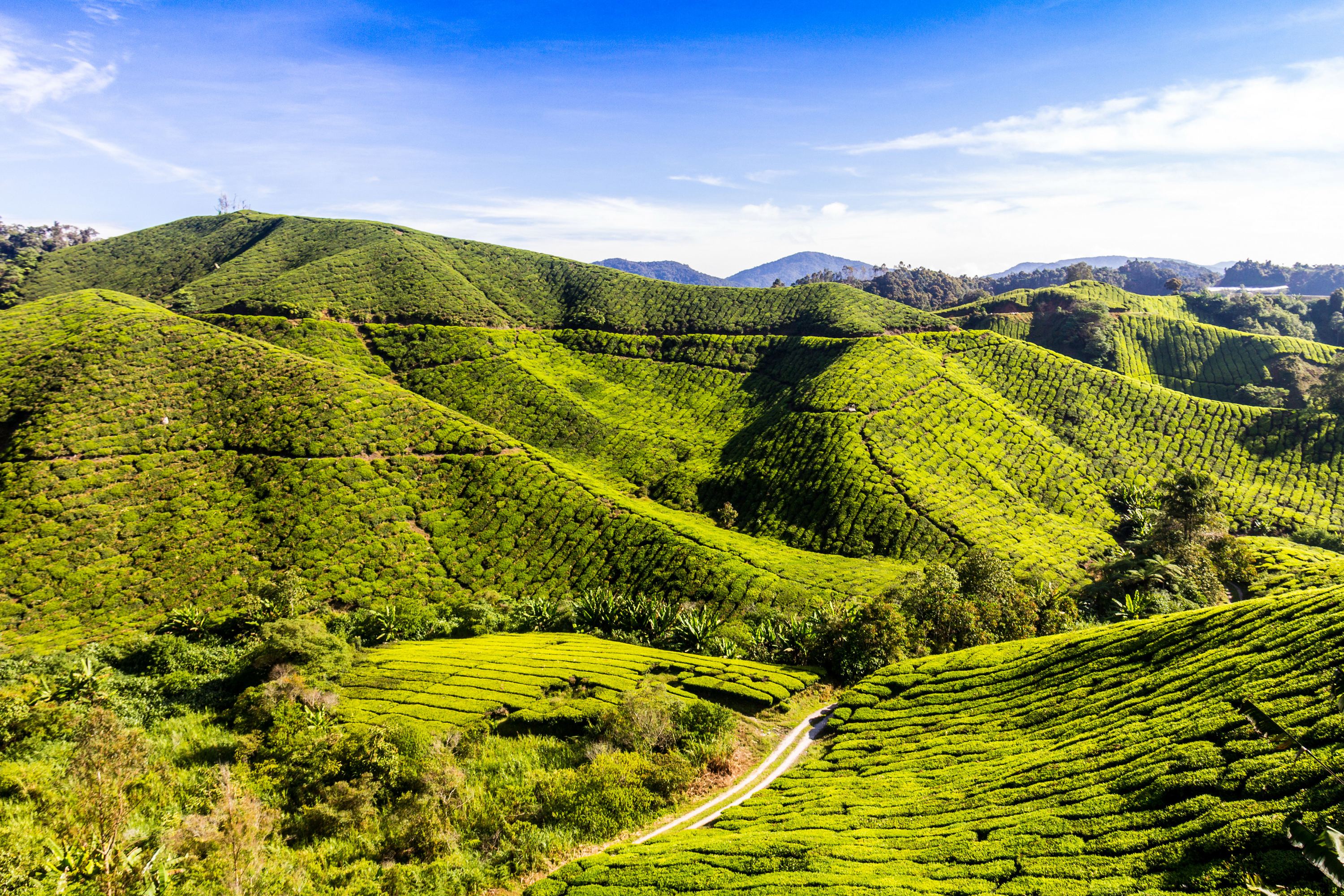 Бутан шри ланка шри ланка прогноз. Шри Ланка Цейлон. Плантации Шри Ланки. Шри Ланка чайные плантации. Горы на Цейлоне.