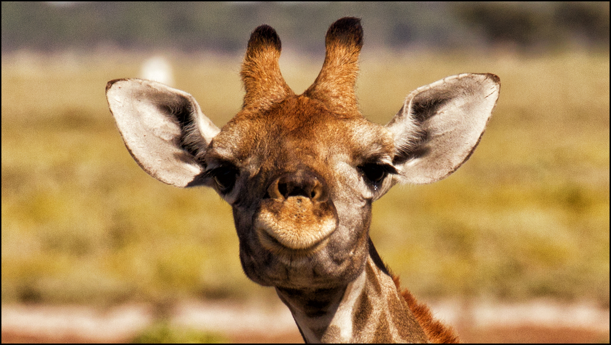 Fotos von Giraffe Kopf Tiere Starren