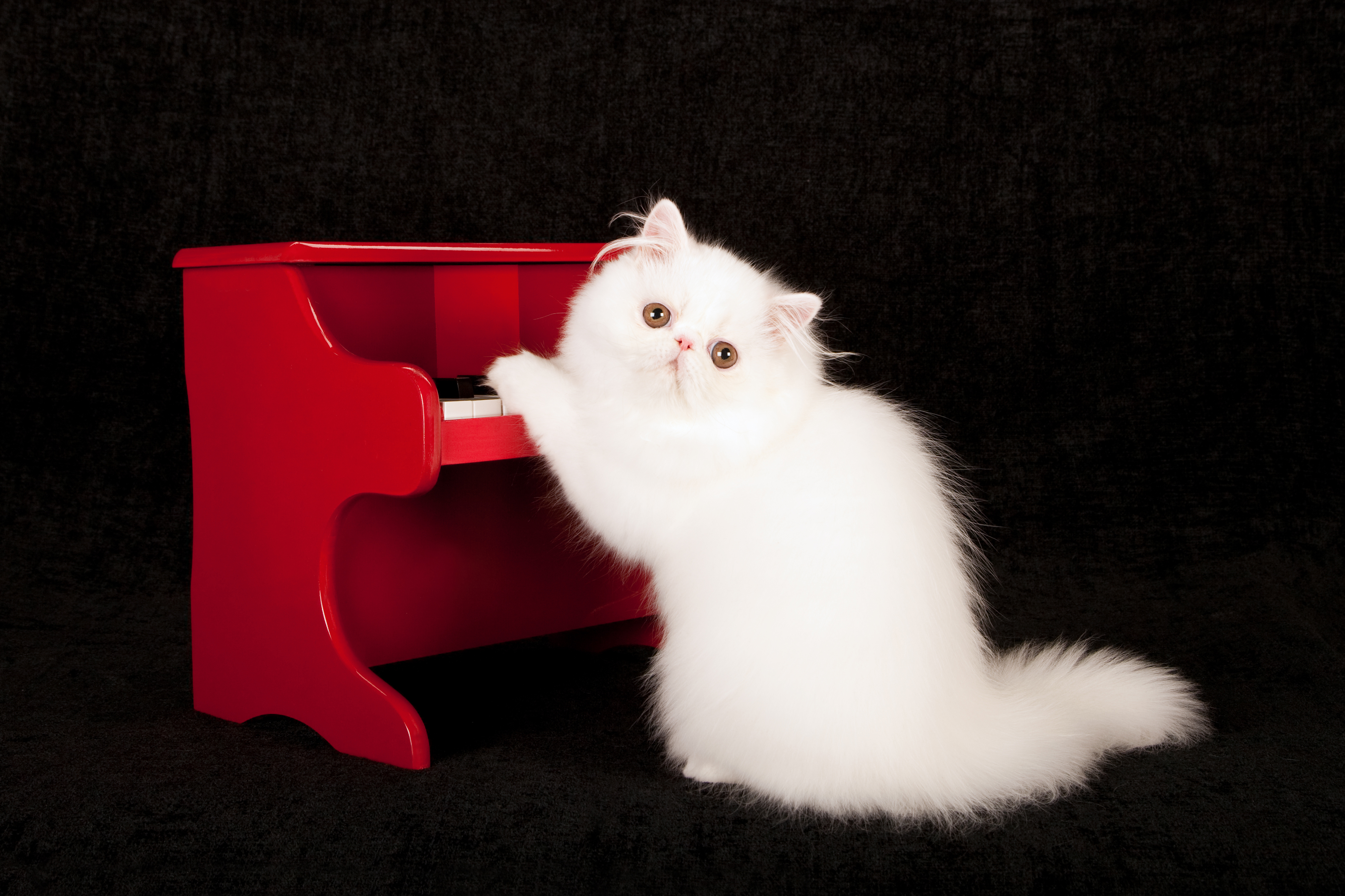 Звуки живых котов. Белый кот. Белый котик. Белая пушистая кошка. Кот на Красном фоне.