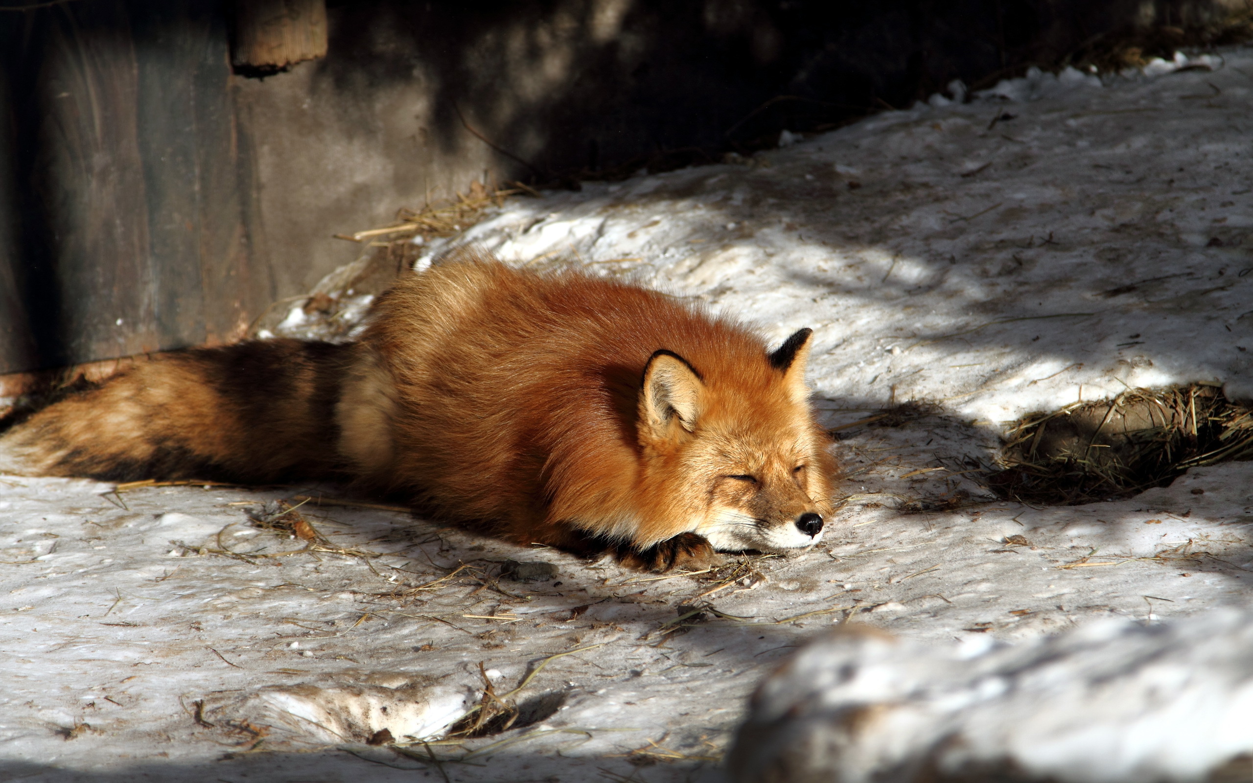 Под fox. Лиса млекопитающее. Обои на рабочий стол лиса.