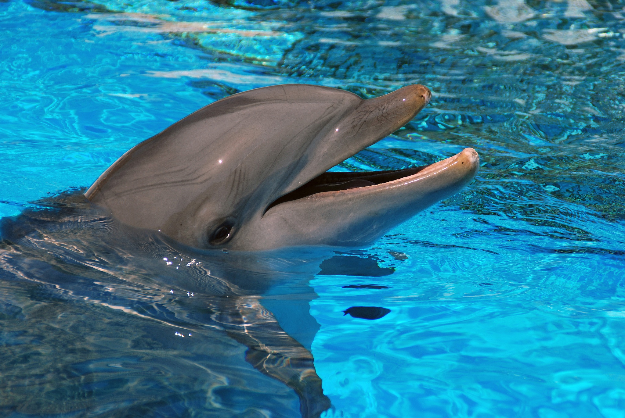 День водных животных в детском саду. Дельфин млекопитающее. Длинноклювый Дельфин. Дельфин афалин Окинава. Дельфины Таганрог Азовка.