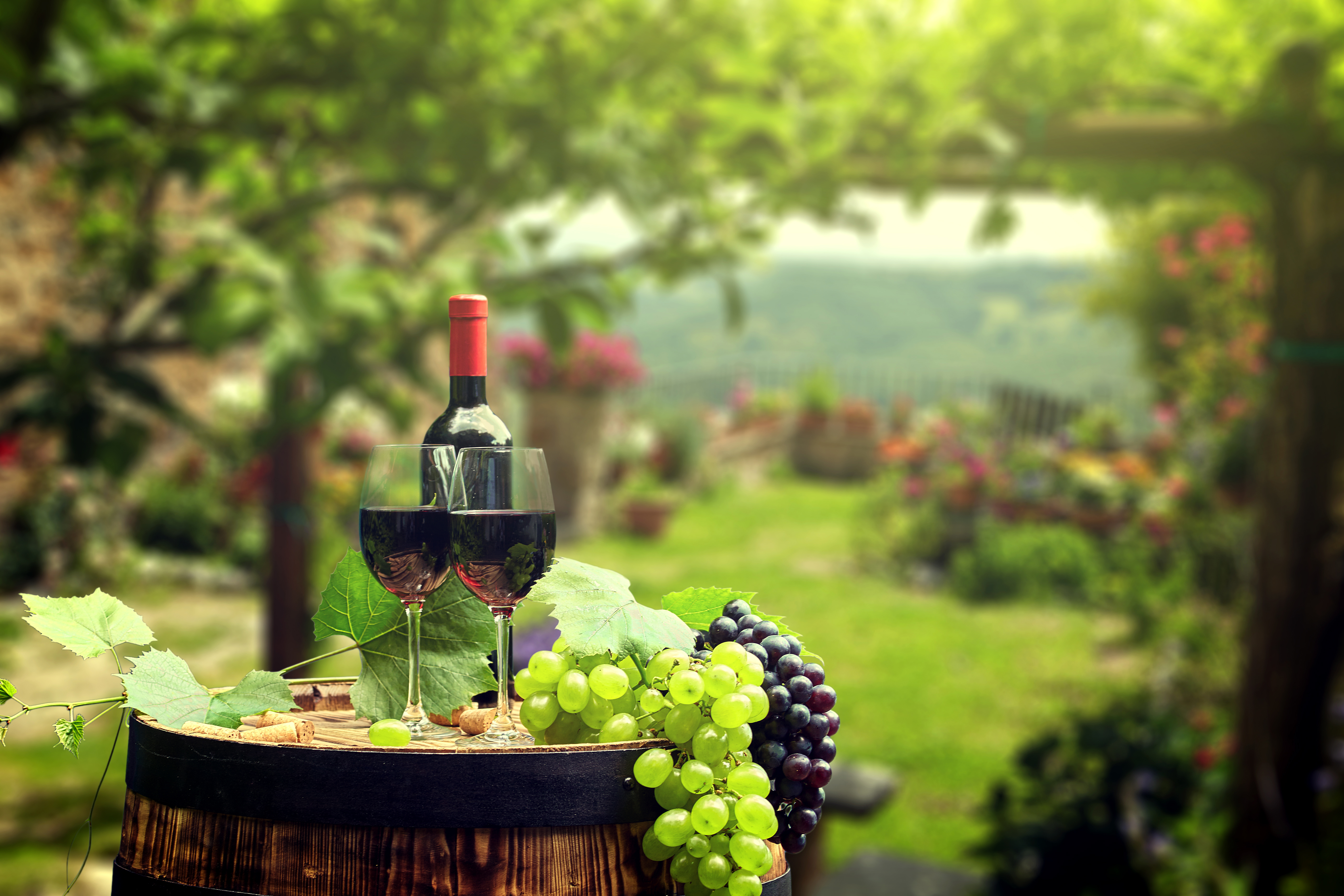 Розовое вино виноград. Винодельни Тосканы. Молдавия виноградники и вино. Шато Пино винодельня. Виноградники винодельня Молдова.
