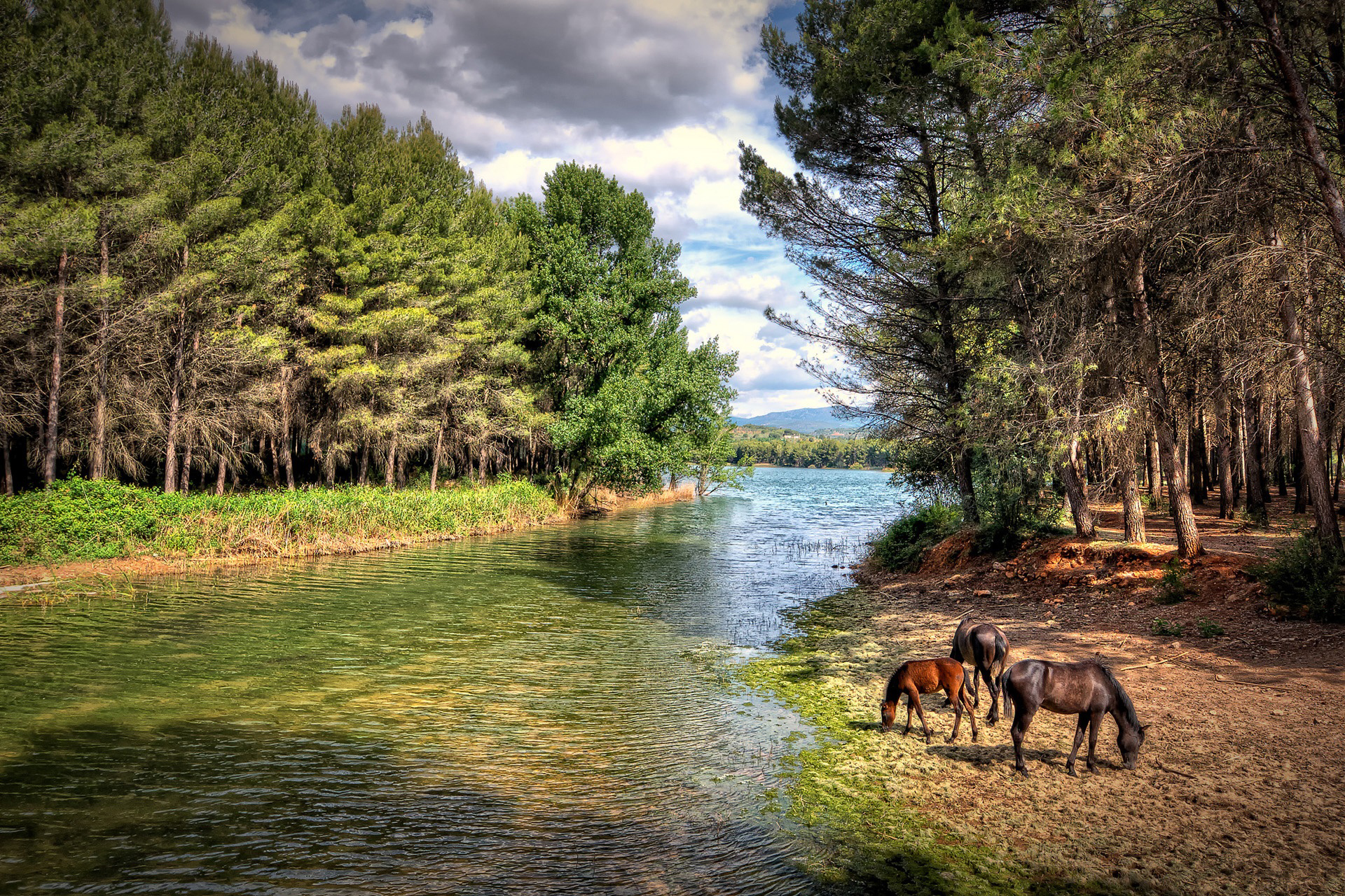 Desktop Wallpapers horse forest Rivers animal 1920x1280