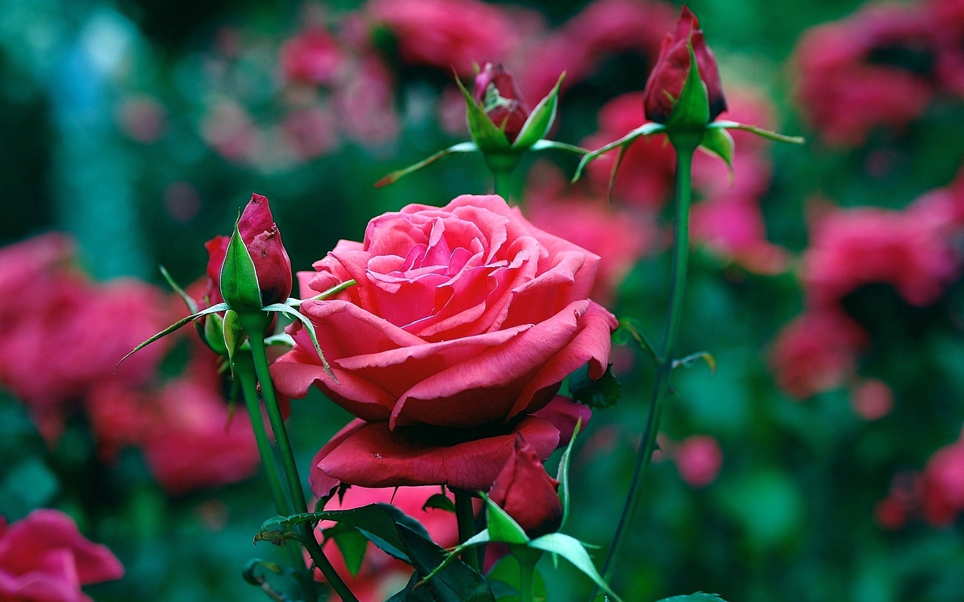 Photo rose flower Flower-bud 1920x1200