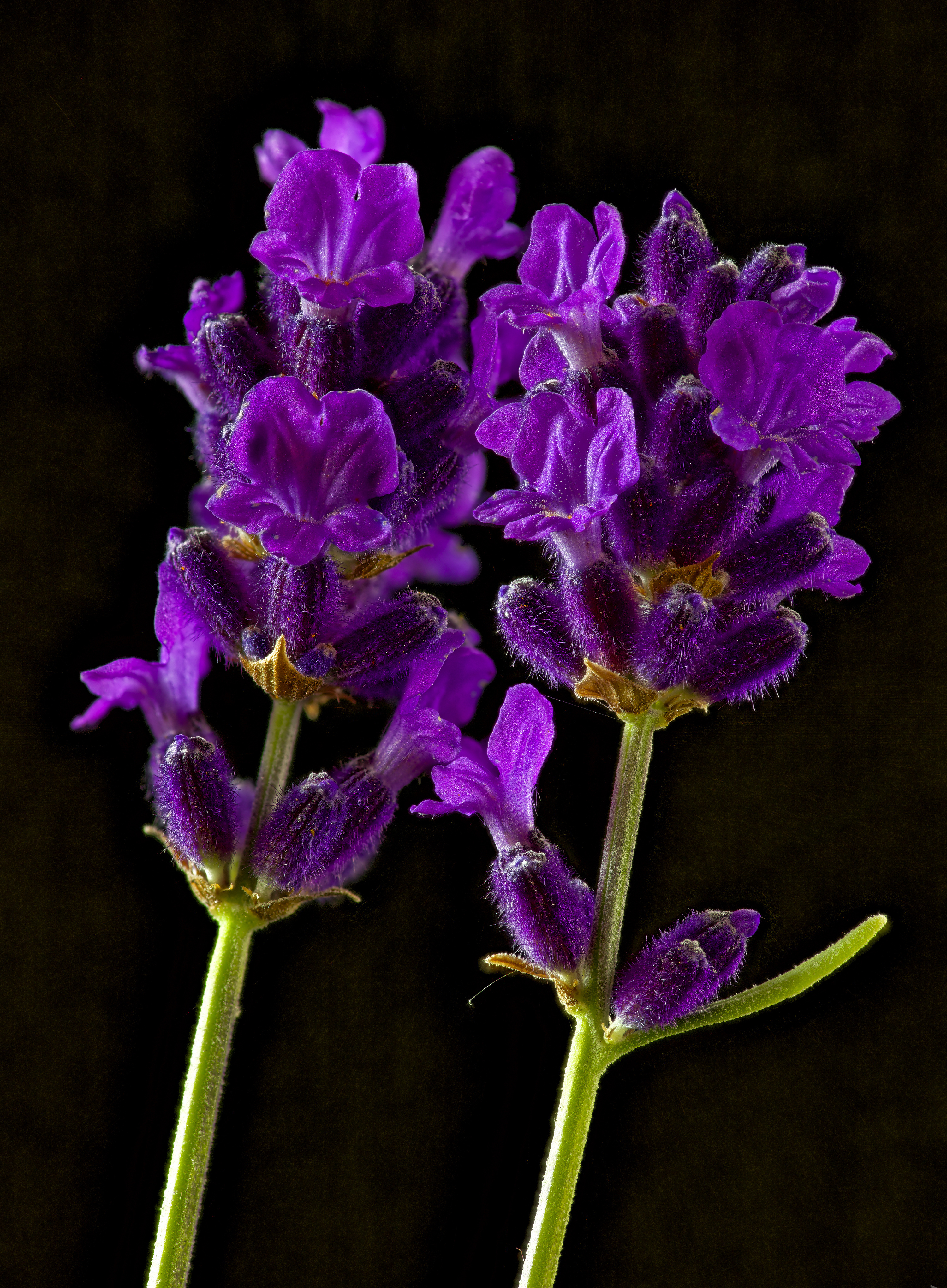 Породы фиолетовых цветов. Пинто Лавандер. Фиолетовые цветы. Фиолетовые растения. Фиолетовые цветы названия.