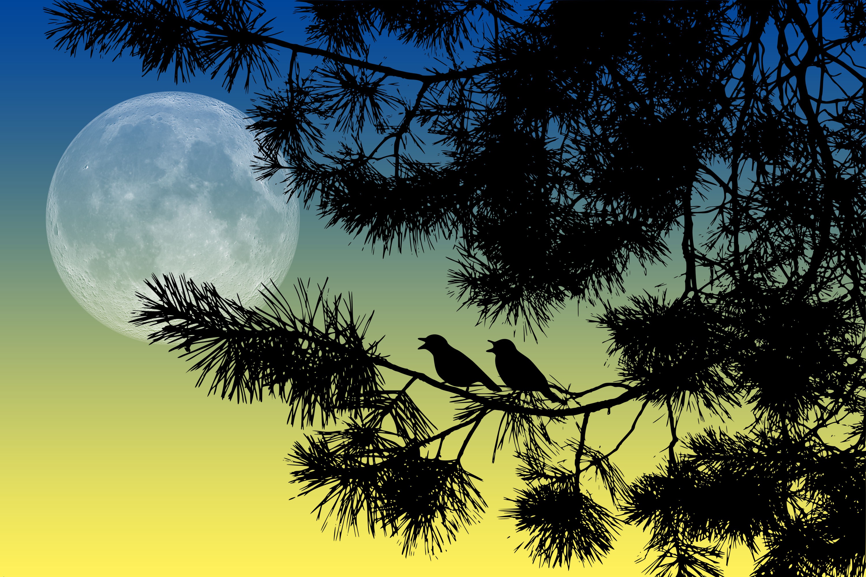 Хвойная тишина. Птица в ночном небе. Луна в сосновых ветках. Птицы ночью. Сосны ночь Луна.