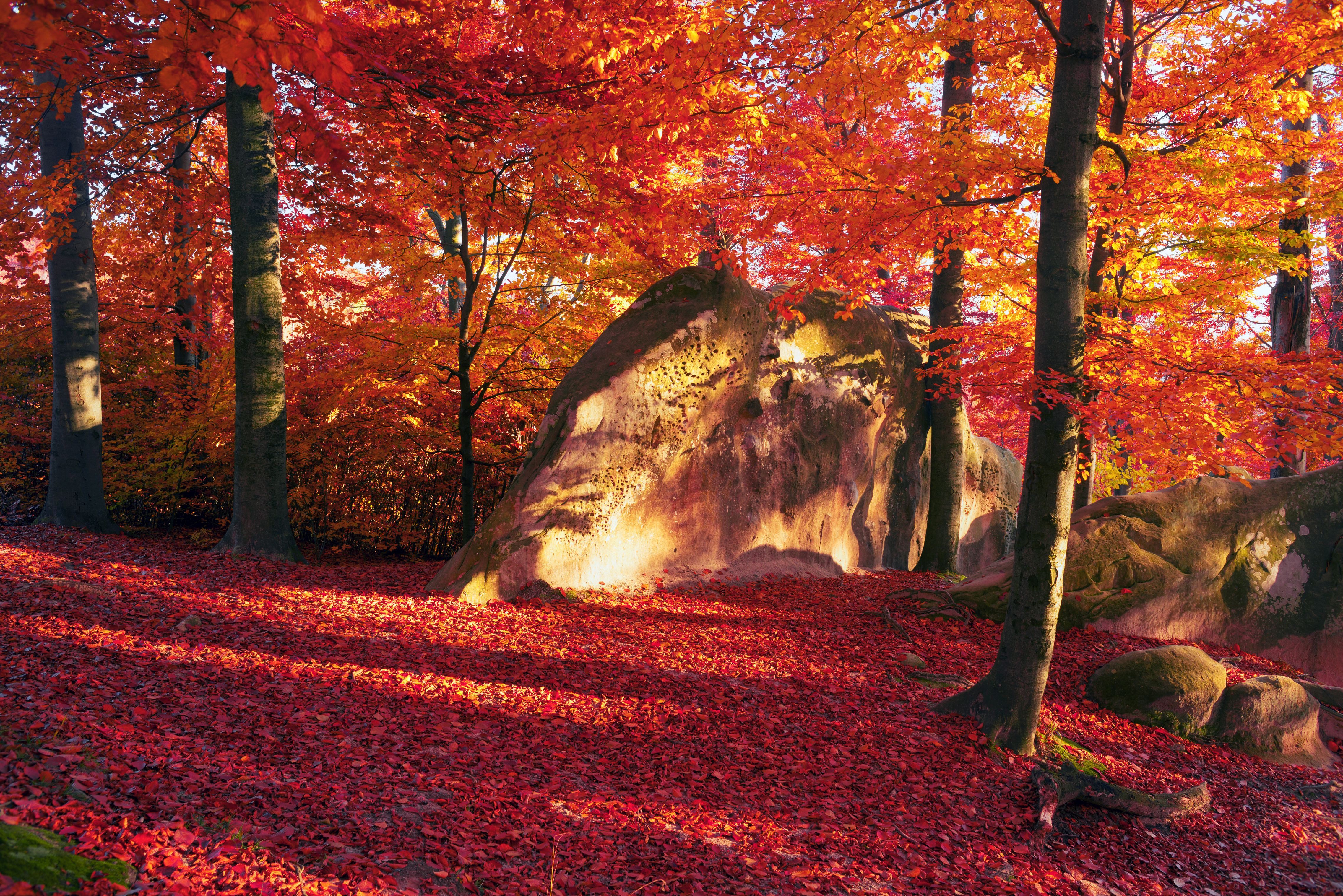 Desktop Hintergrundbilder Blatt Natur Herbst Baumstamm 4545x3033
