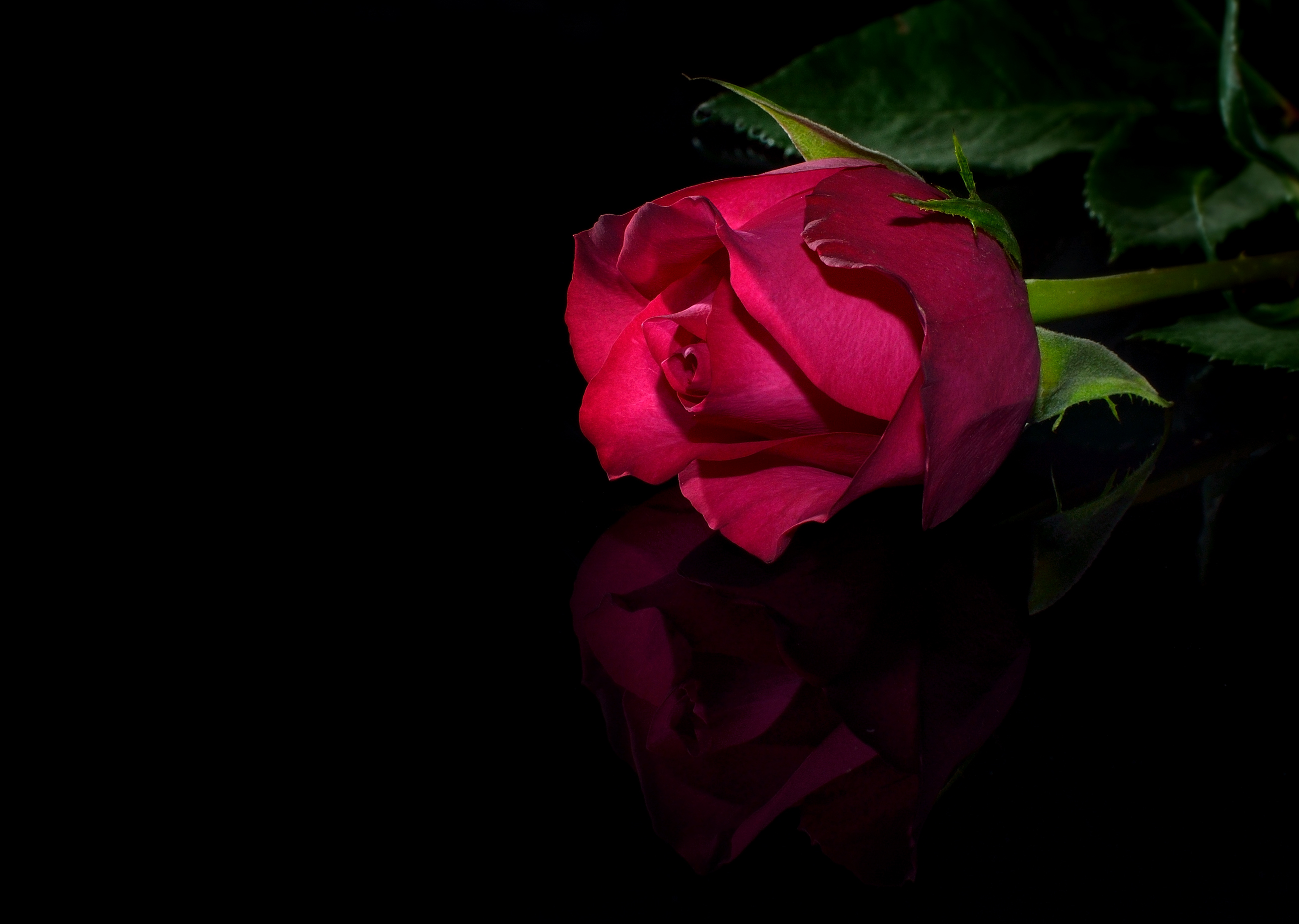 Темно алые розы а на душе. Красивые цветы на черном фоне. Красивые розы на черном фоне. Цветы на темном фоне.