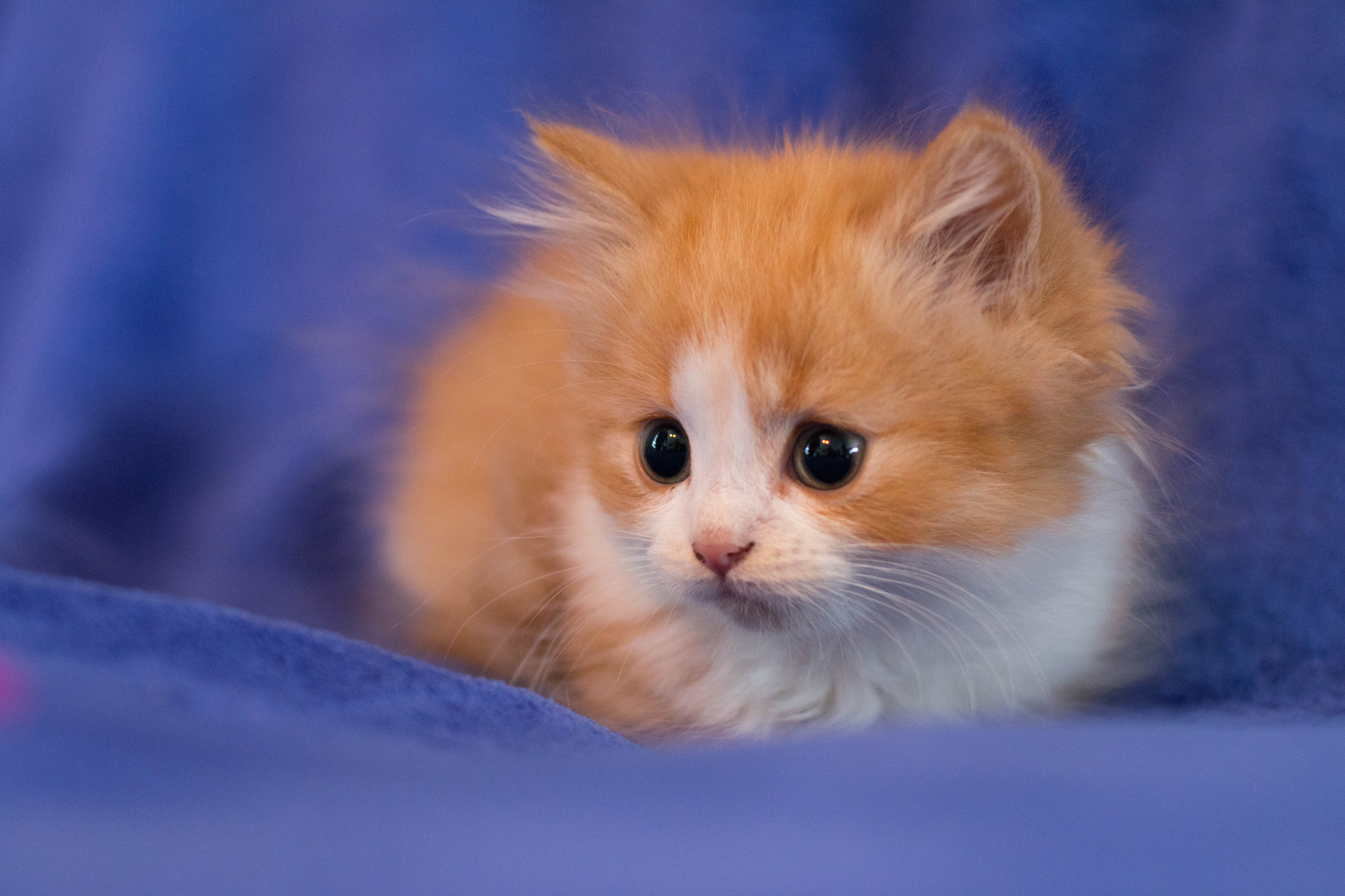 Картинки очень. Красивые котята. Рыжий пушистый котенок. Милые котики. Милые котятки.