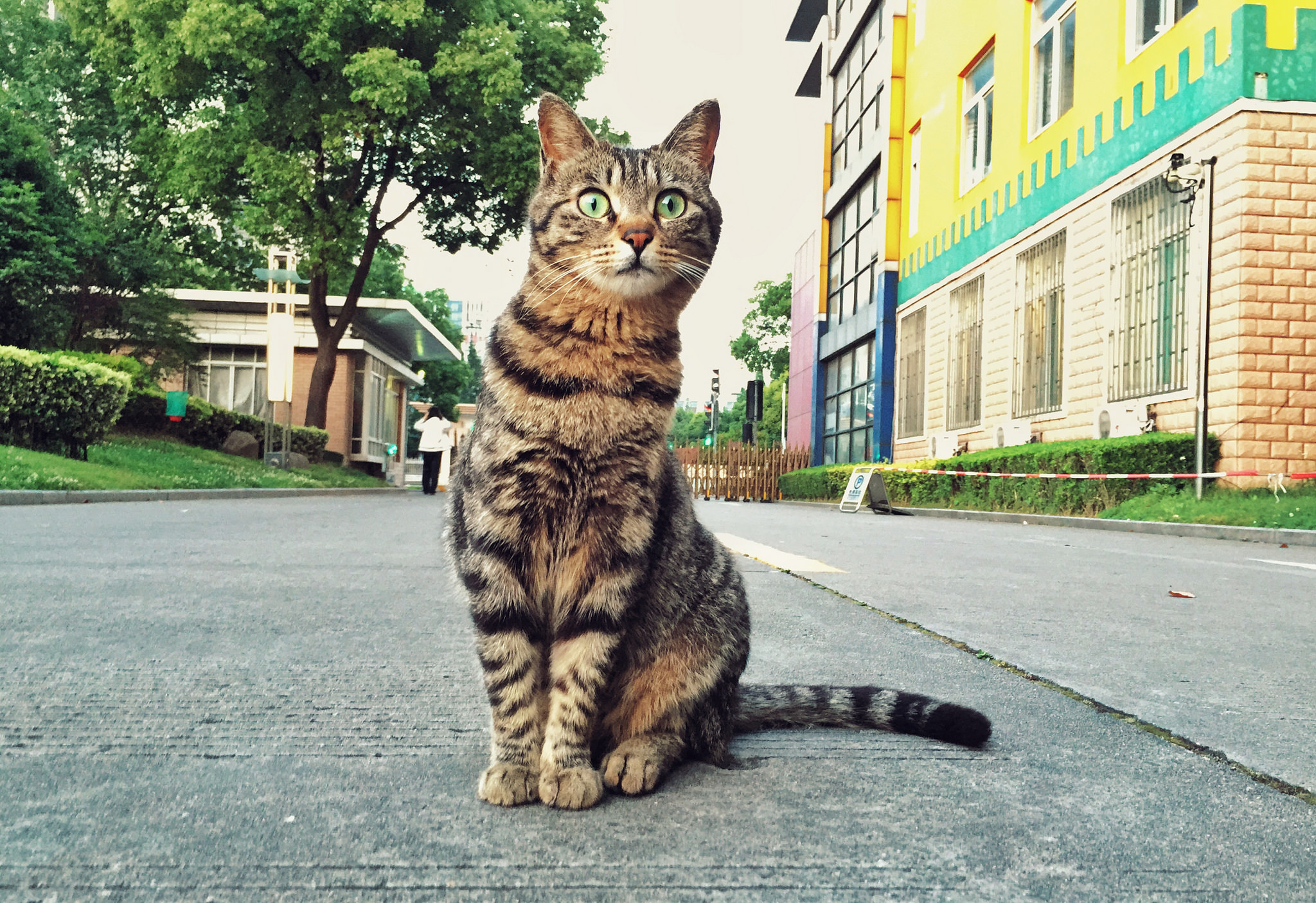 Уличный кот. Кошка на улице. Кошка сидит. Красивые уличные кошки.