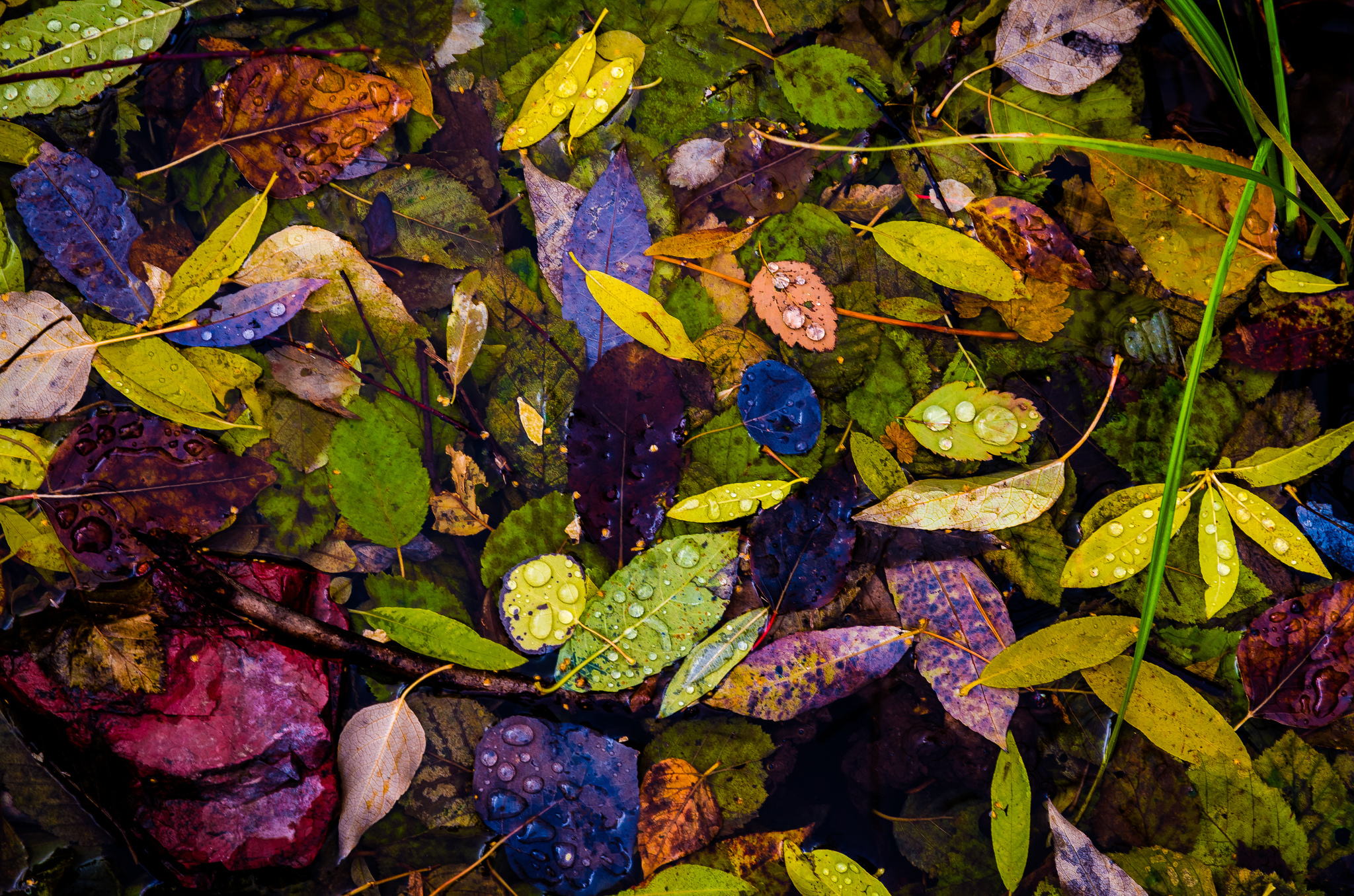 Осенний лист на синей воде