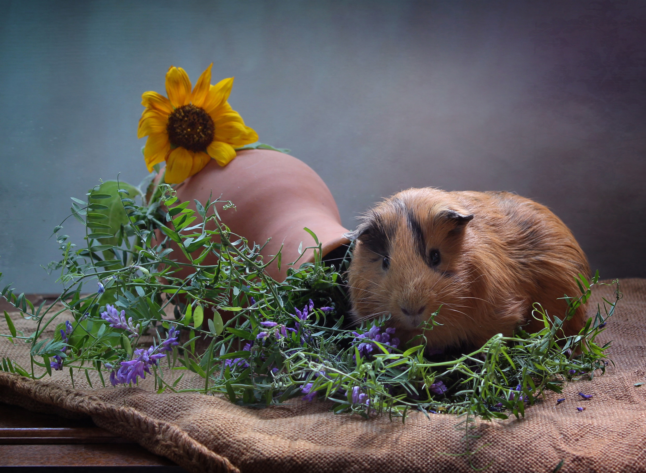 Pictures Guinea pigs Sunflowers Branches Animals 2476x1814 cuy cavy Helianthus animal