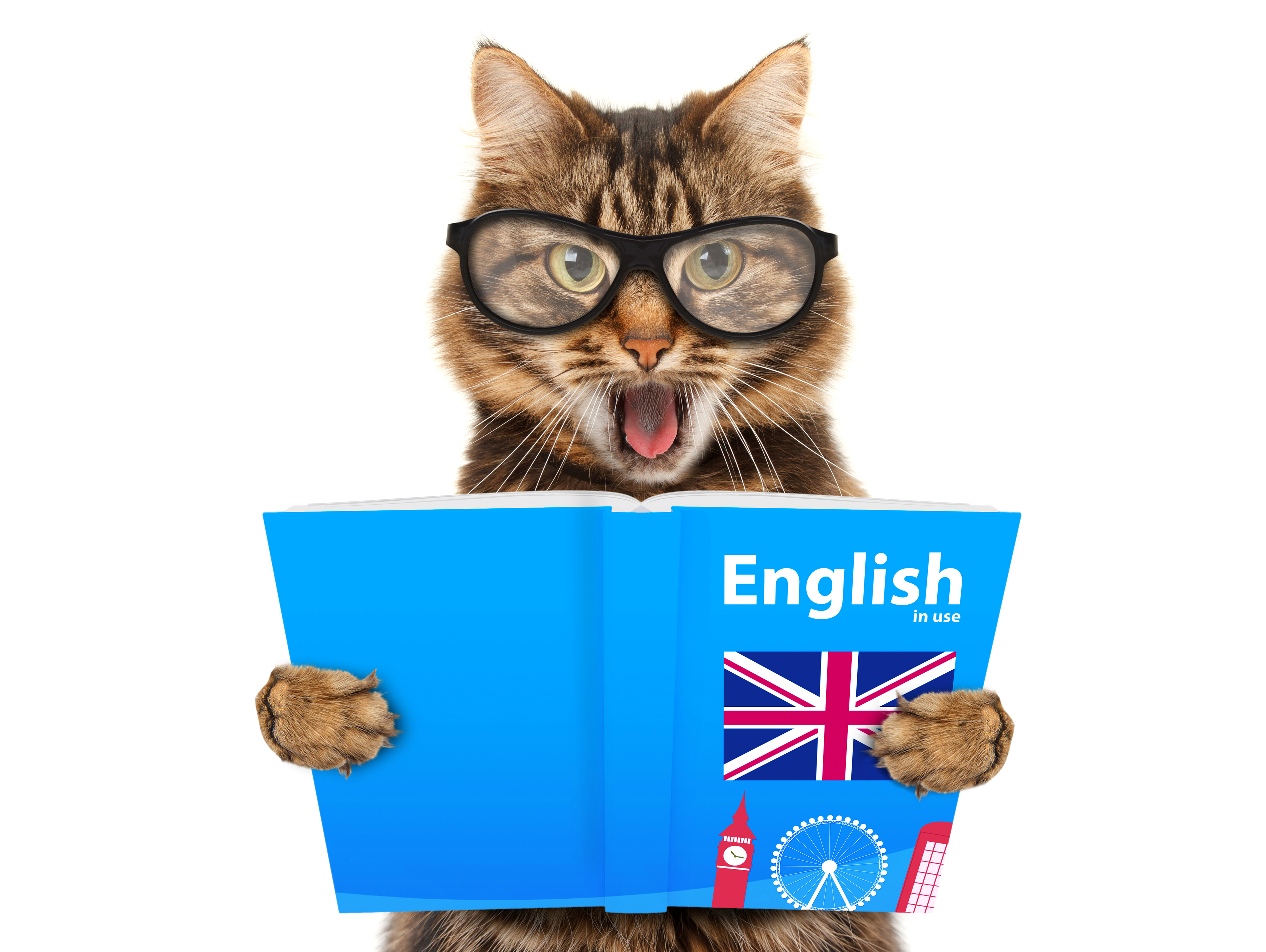 Кот с английского на русский. Кот изучает английский. Кот учит английский. Кот в очках с книгой. Смешной английский.
