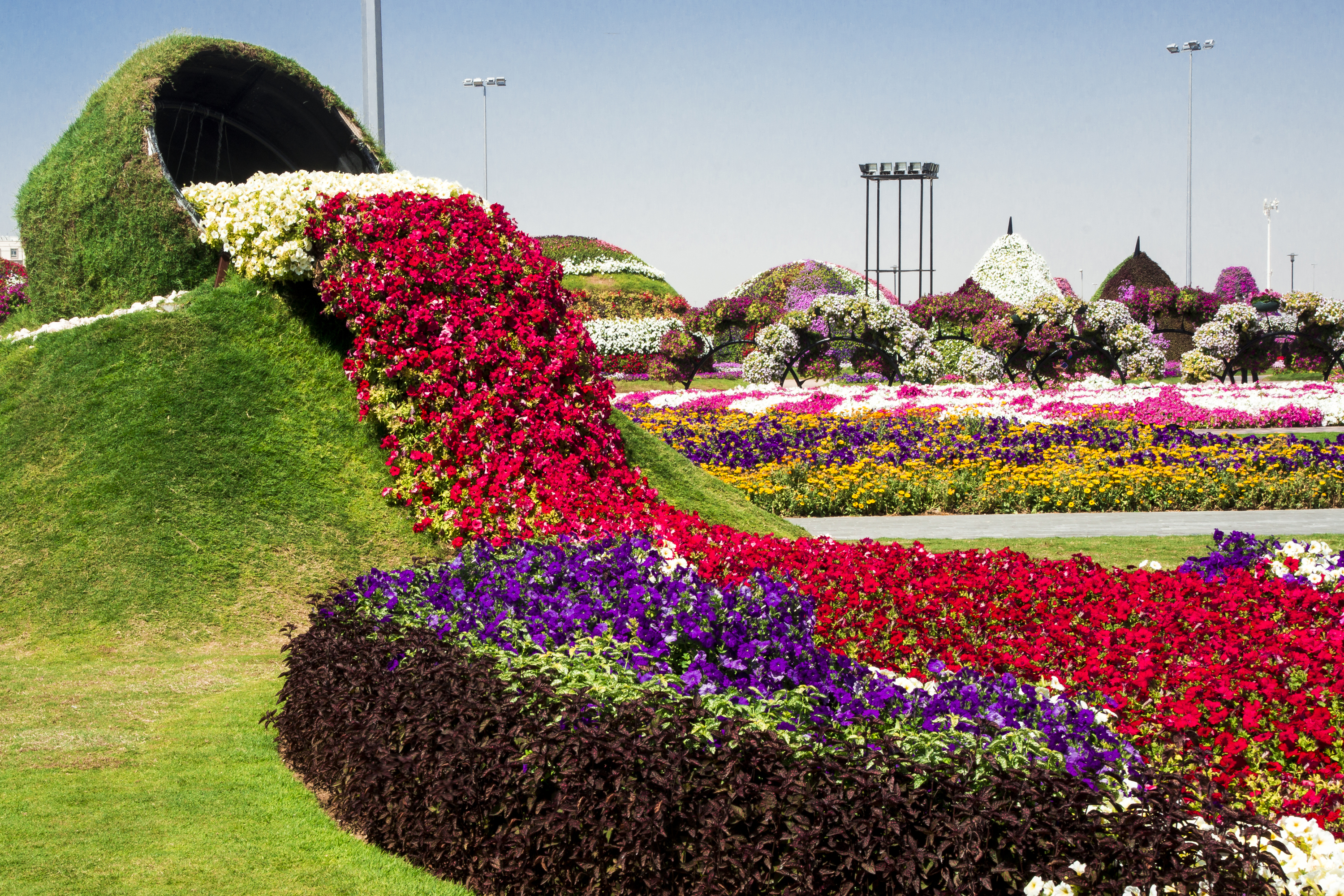Развлечения цветов. Миракл Гарден Дубай. Миракл Гарден парк цветов Дубай. Dubai Miracle Garden амфитеатр. Дубайский парк "сад чудес" (Miracle Garden).
