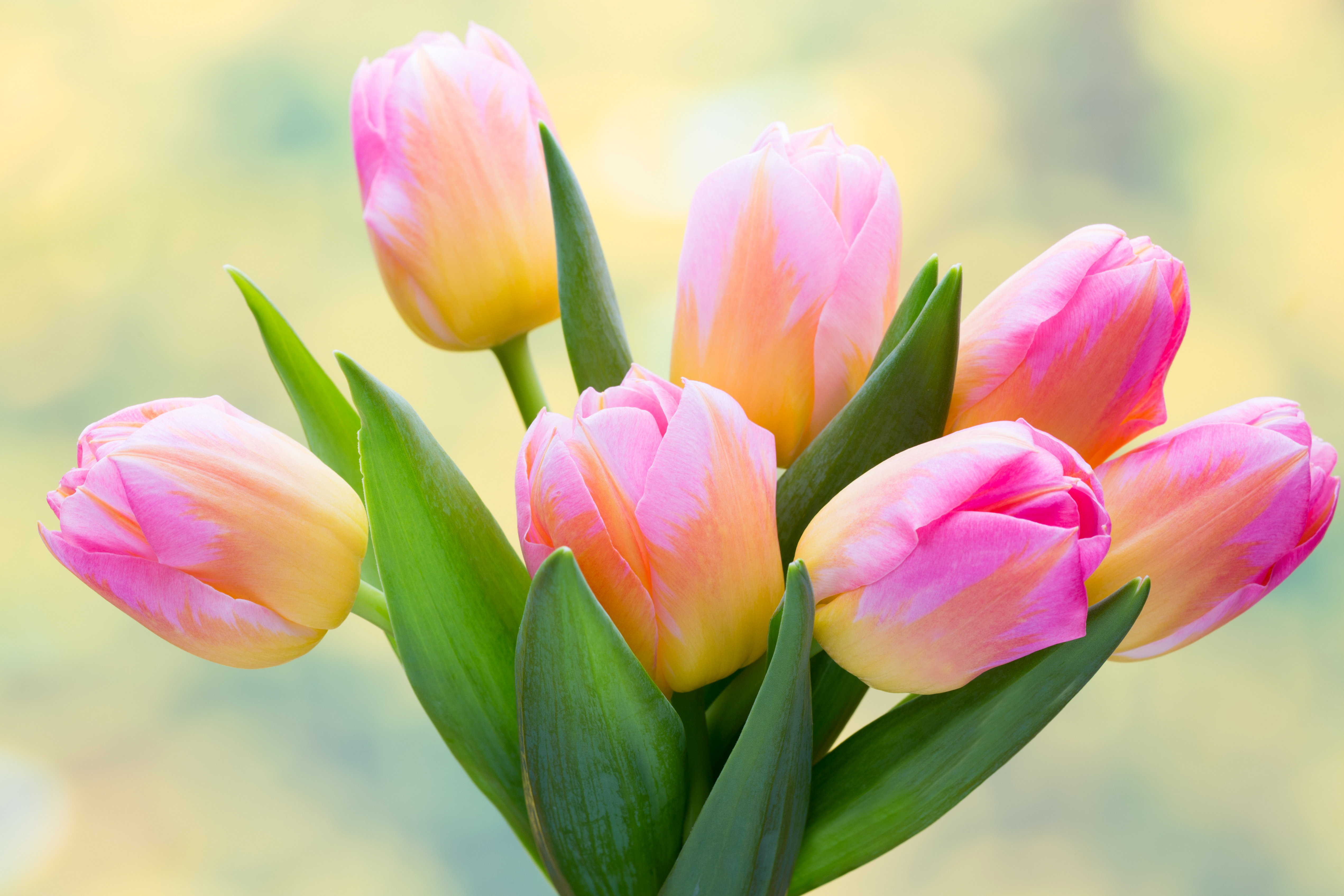 Весенние тюльпаны картинки красивые. Цветы тюльпаны. Красивые тюльпаны. Очень красивые тюльпаны. Весенние тюльпаны.