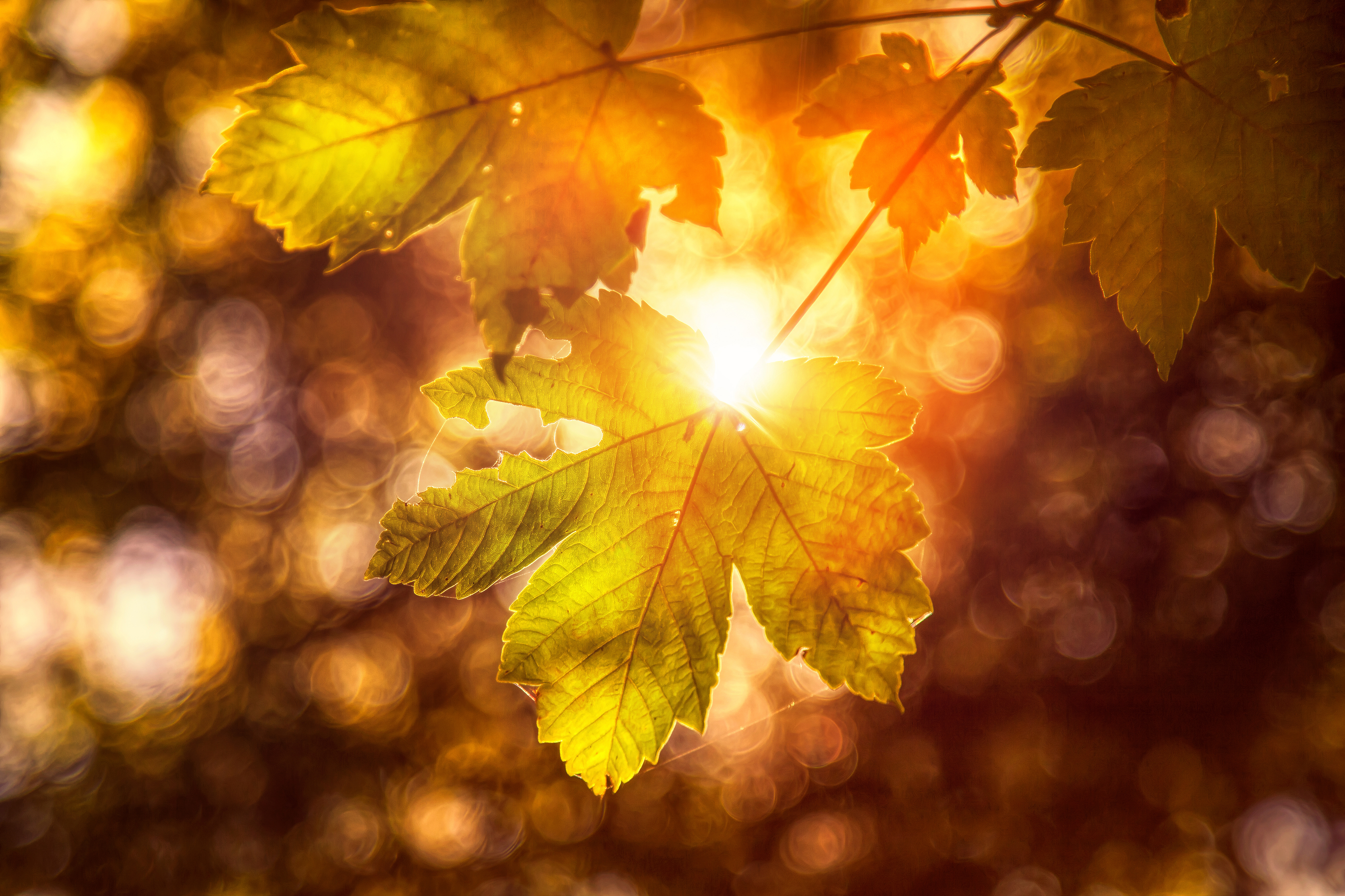 Лист осенний золотист. Осень листья. Лис осень. Осень солнце. Осенняя листва.