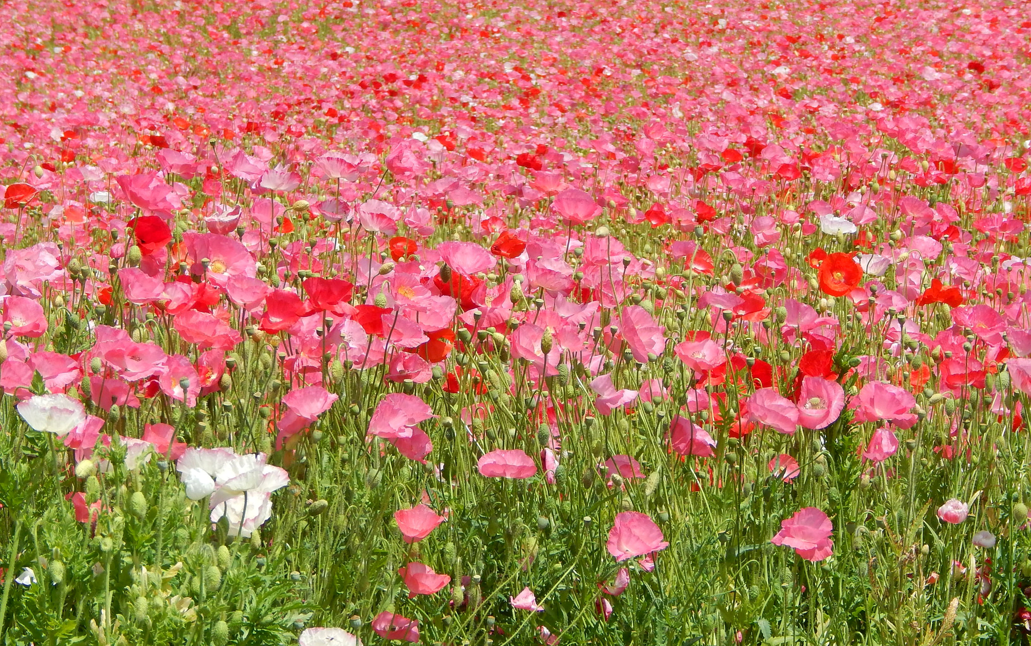 Sfondi Rosa colore fiore Papaveri Campo agricolo 2048x1284 Fiori papaver