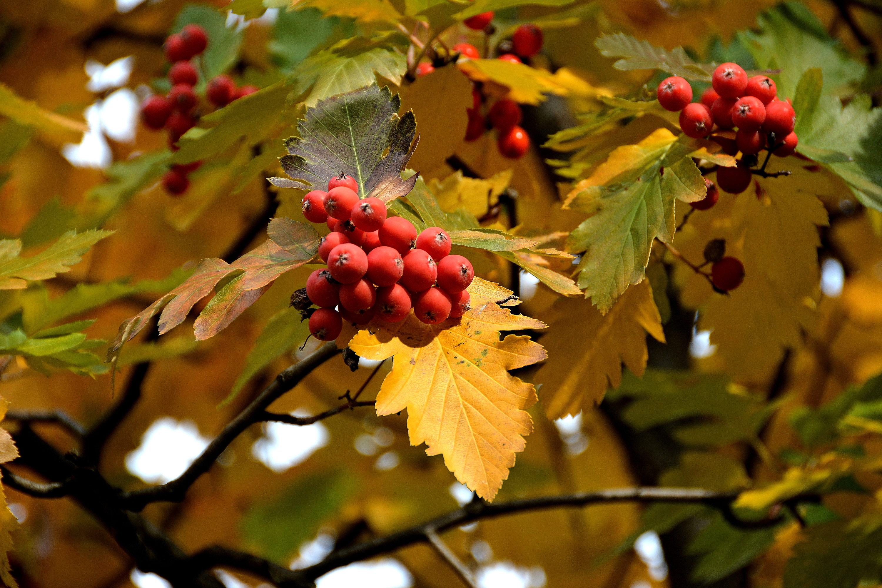 Фрагмент осени. Рябина дуболистная. Осенние листики и Рябинка. Осень ягоды. Осень рябина.